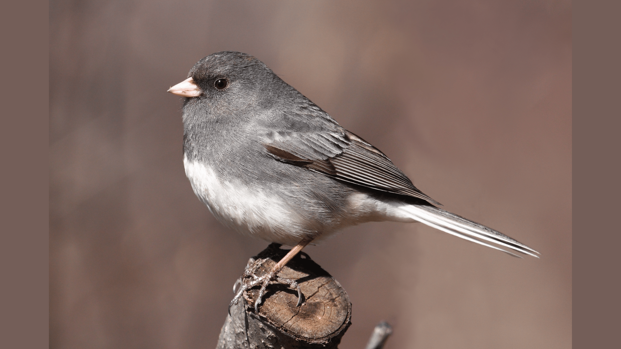 Dark-eyed Junco