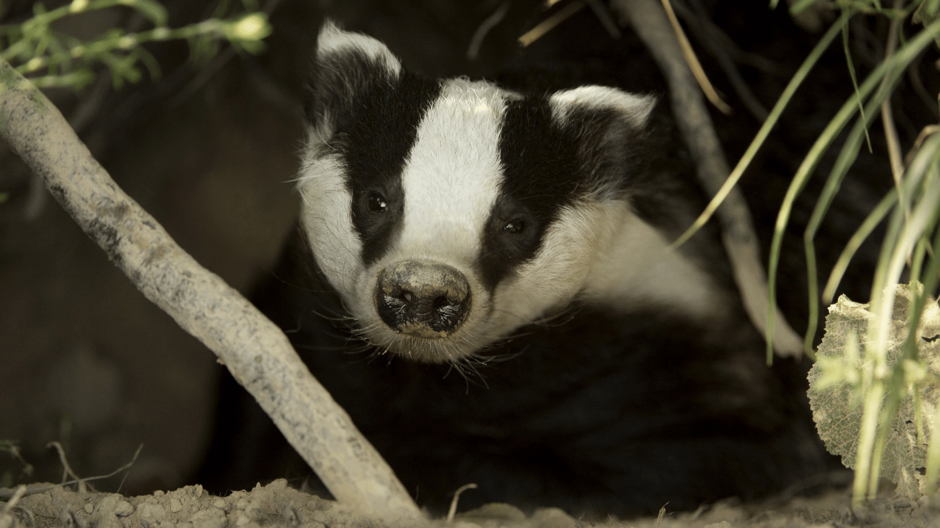 Diet and Foraging Habits: What’s on The Menu?
