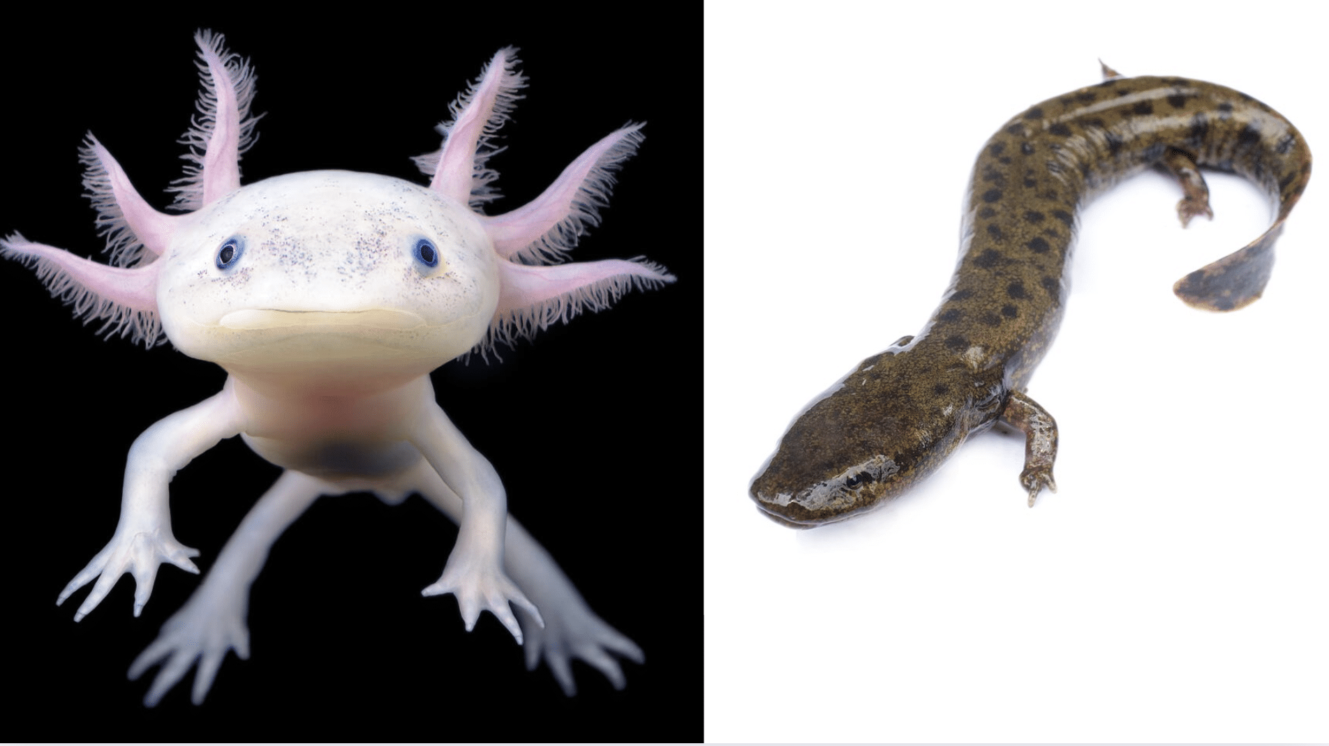 Differences Between the Appearance