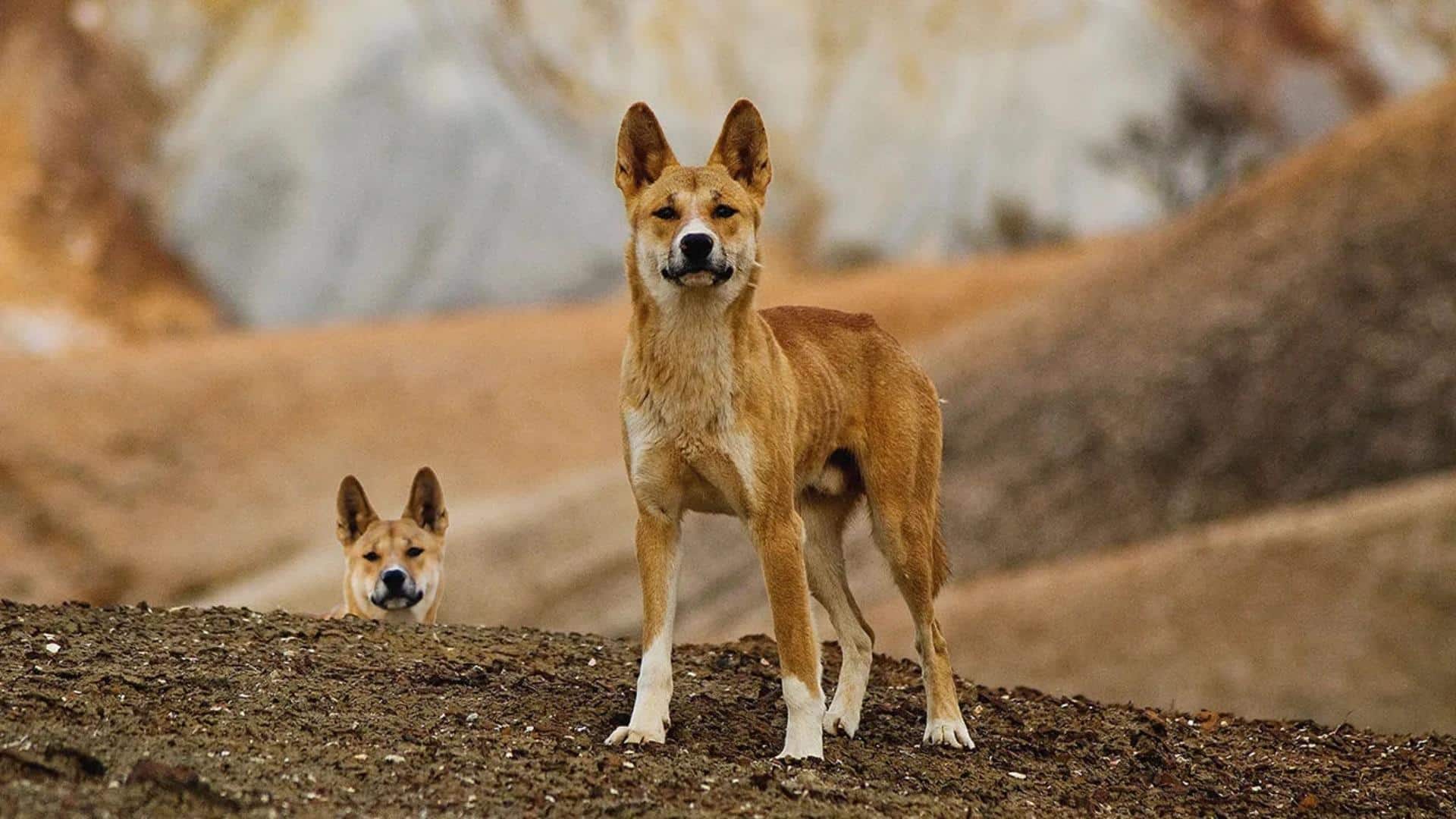 Dingo