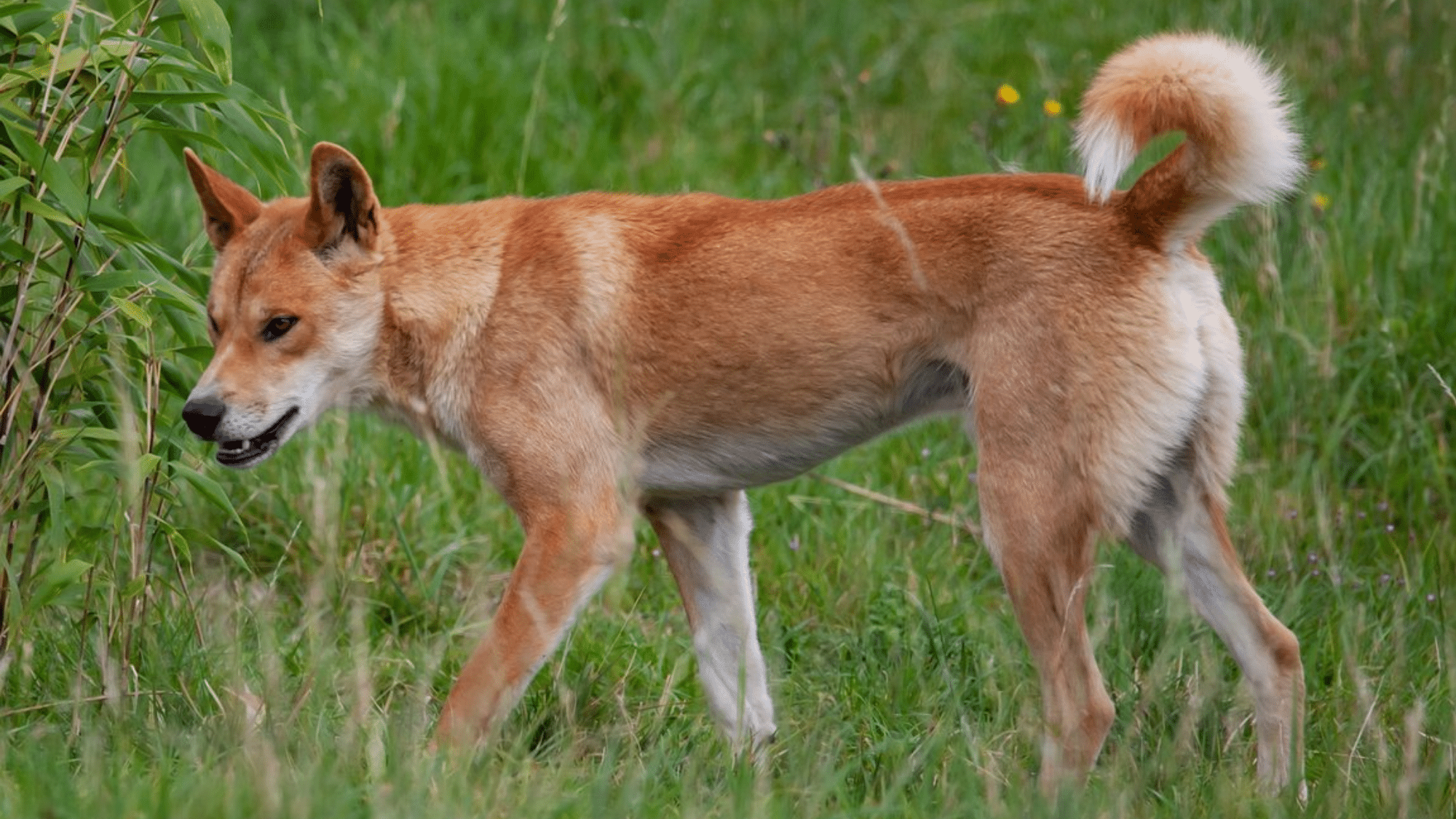 Dingoes