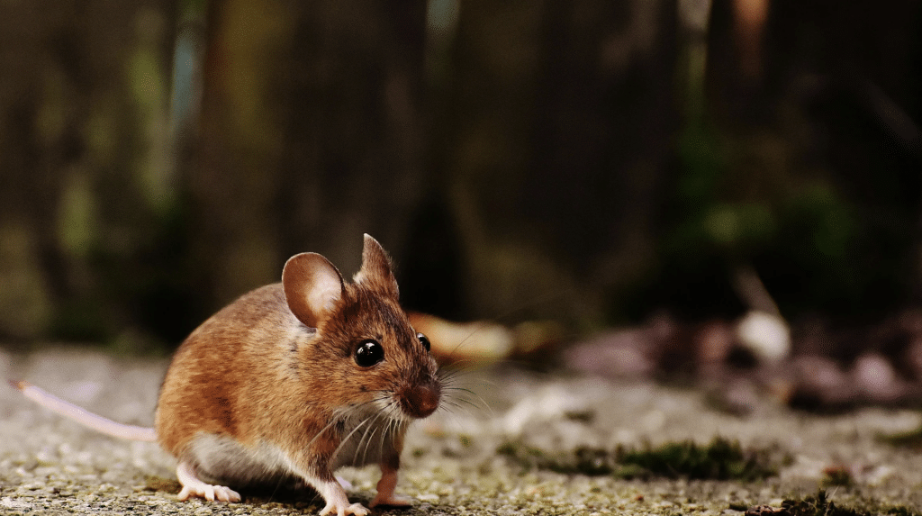 Do Mice Eat Roaches?