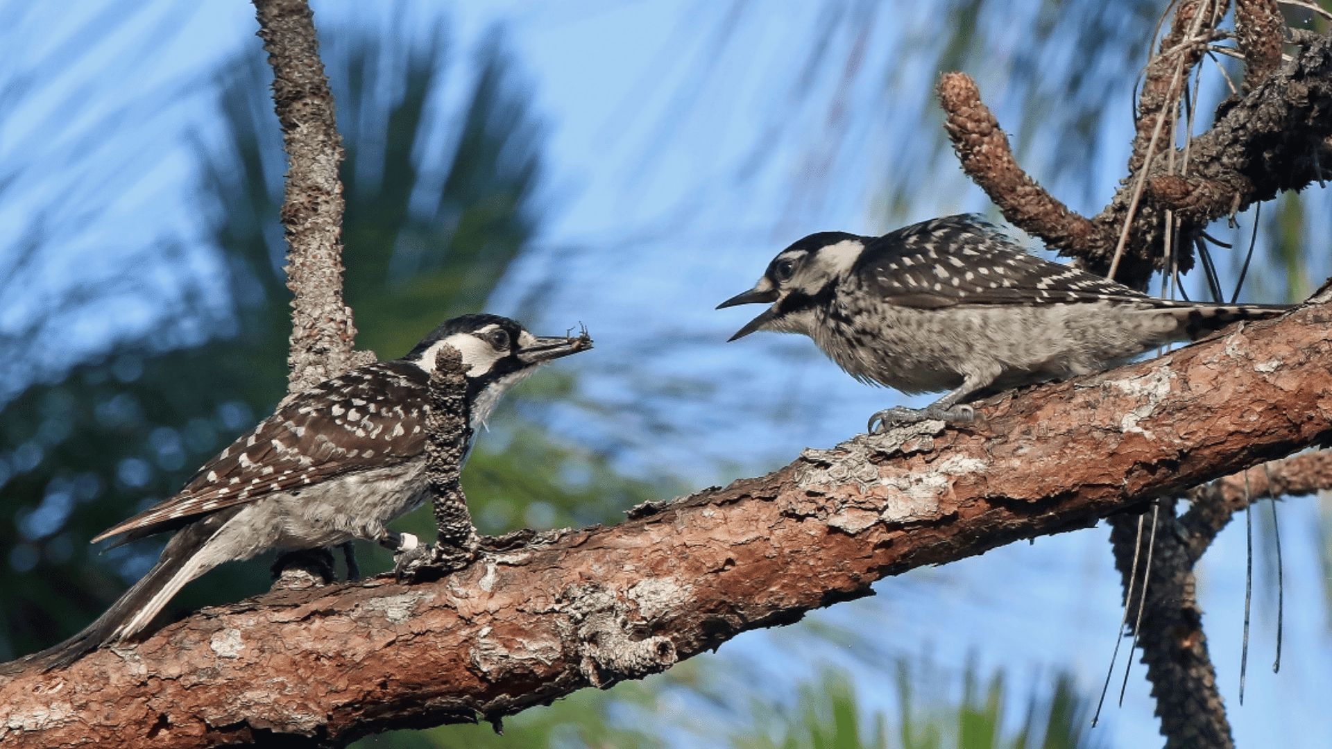 Do Woodpeckers Mate for Life?