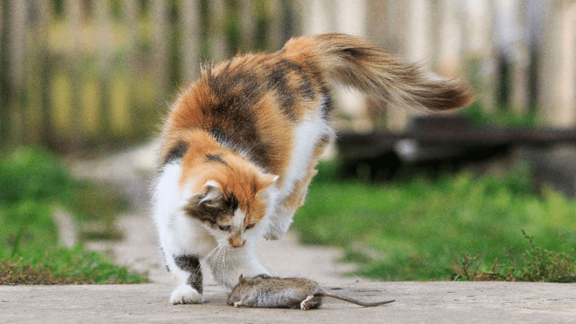 _Do cats kill rats (1)