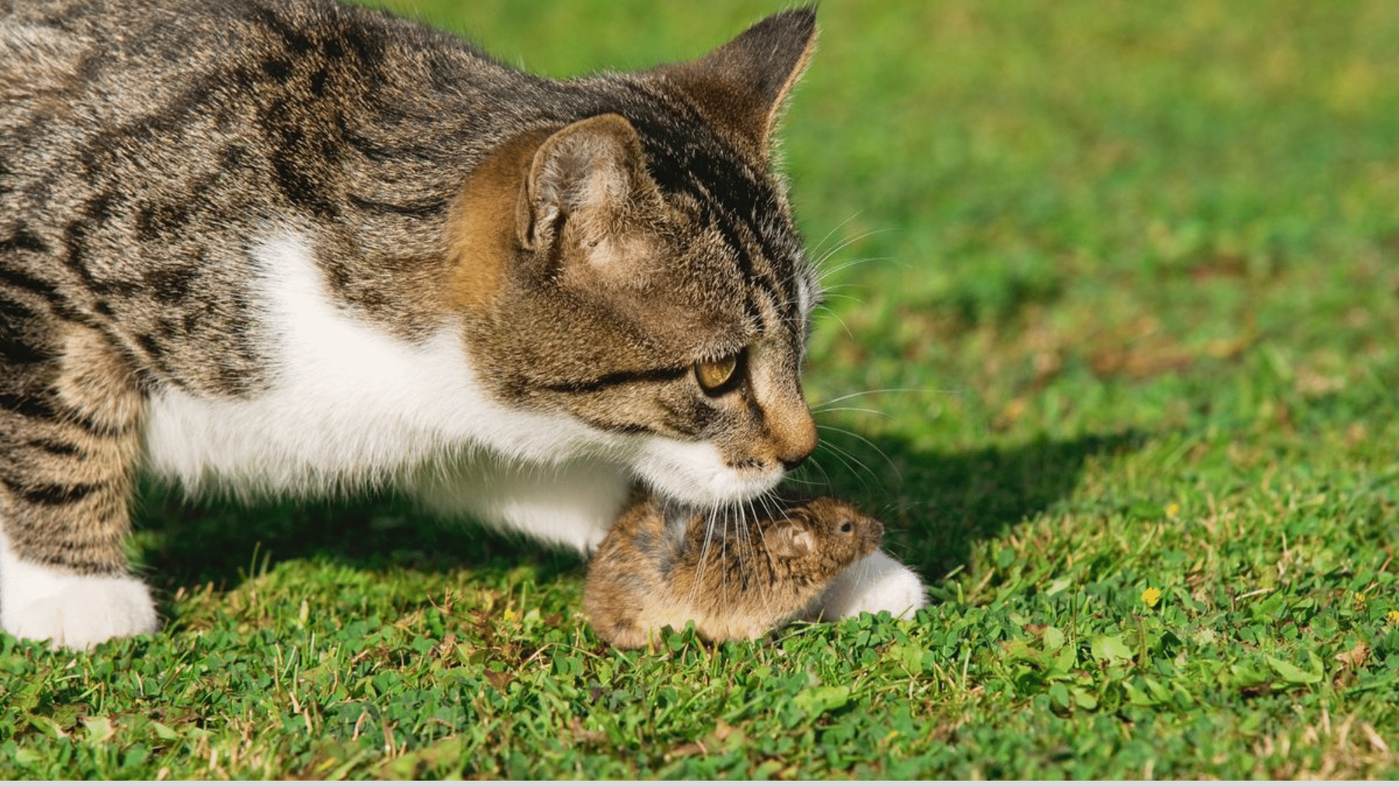 _Do cats kill rats