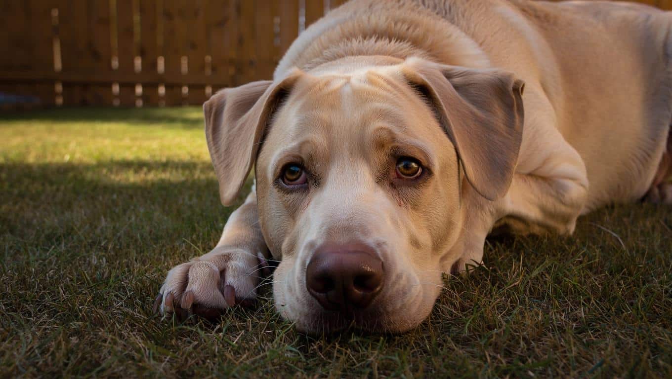 Dogs Can Get Sunburned