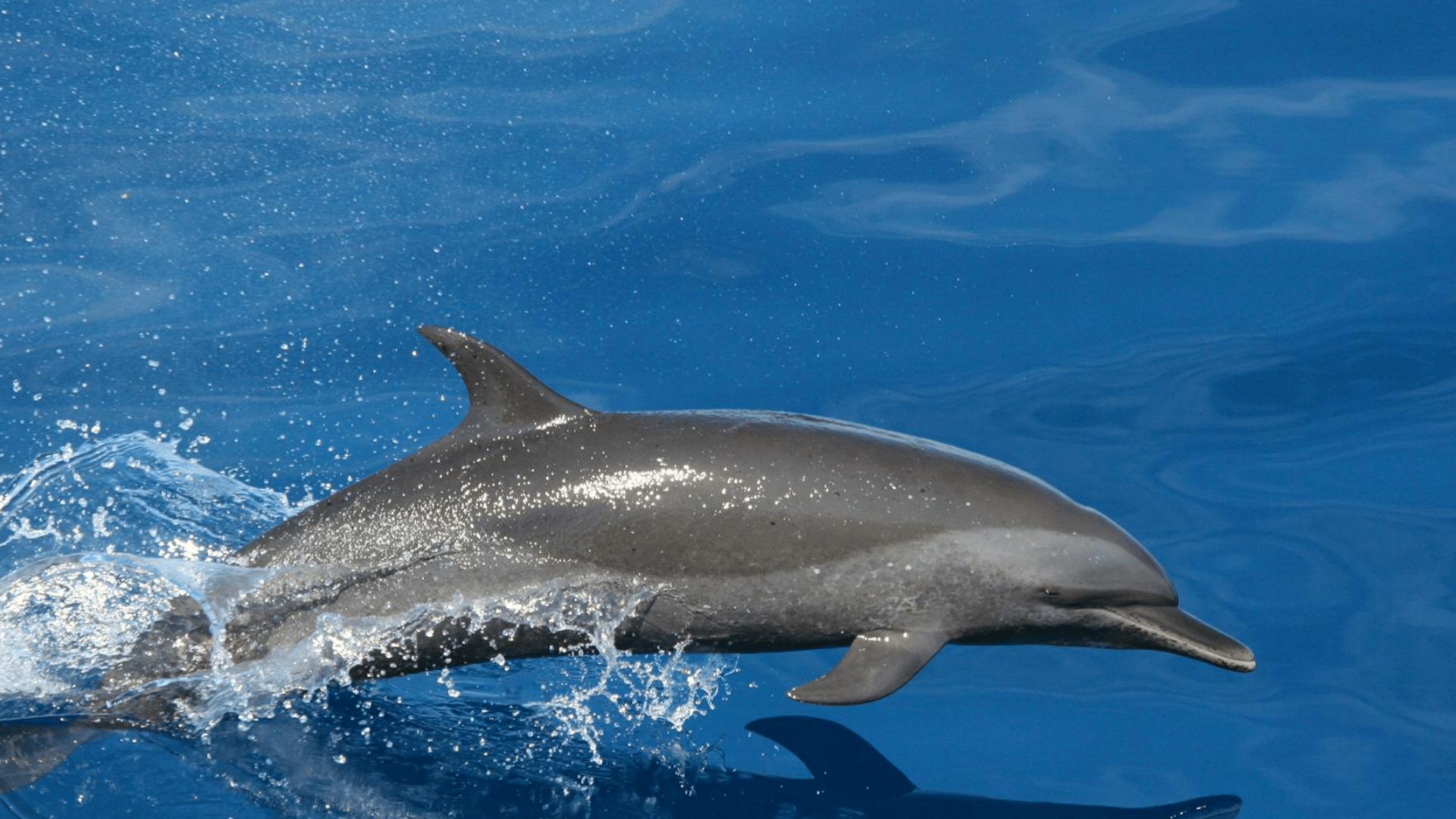 Dolphin