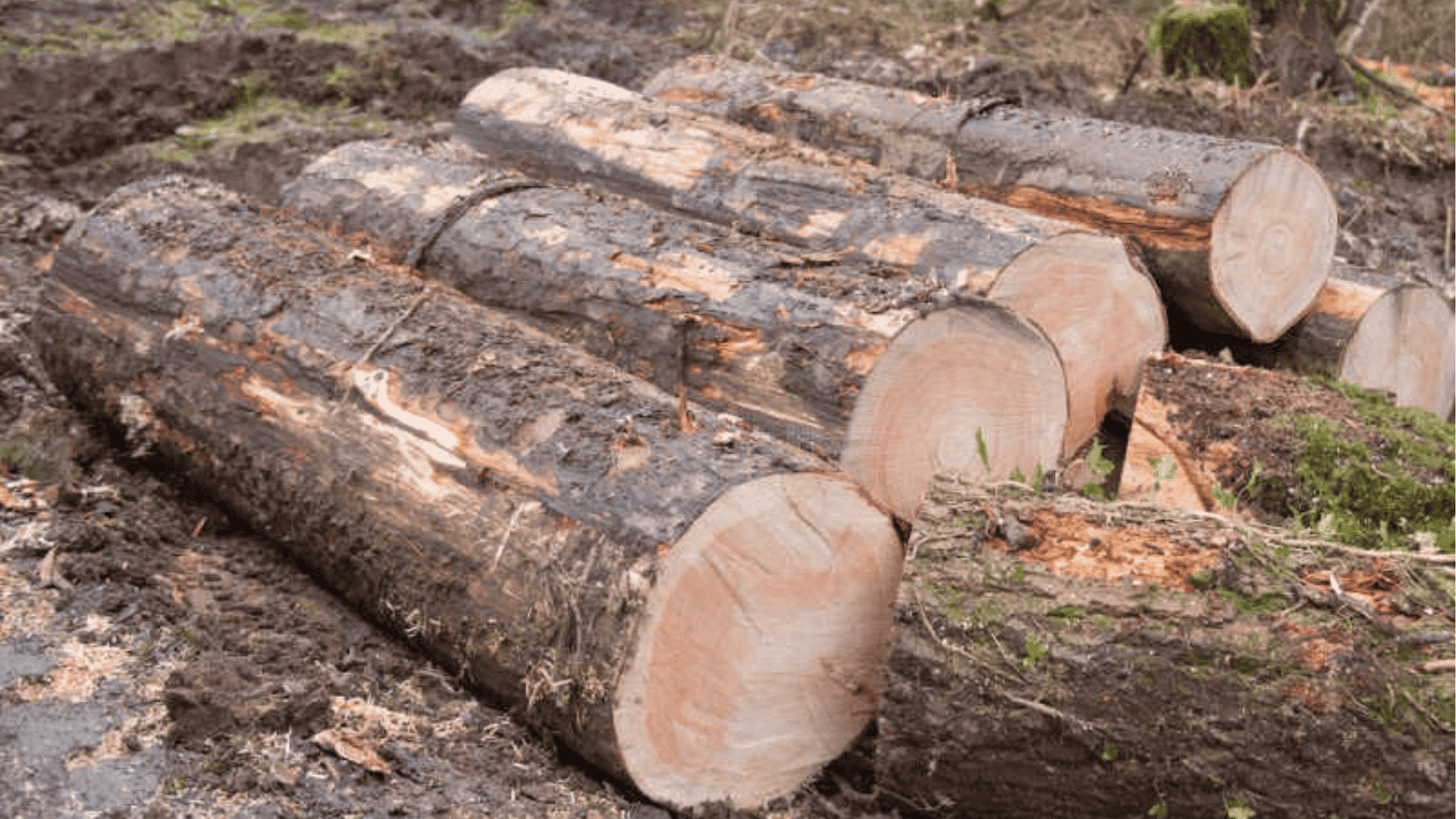 Douglas Fir