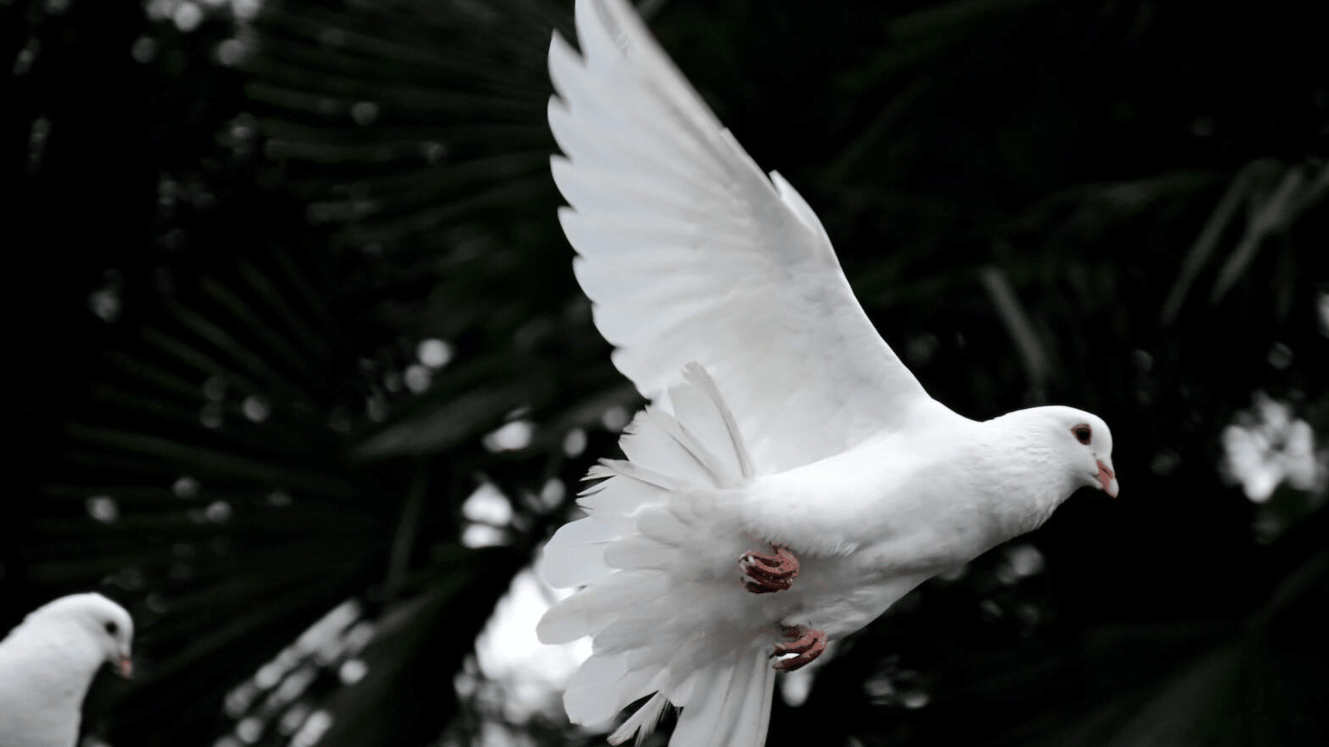 Dove