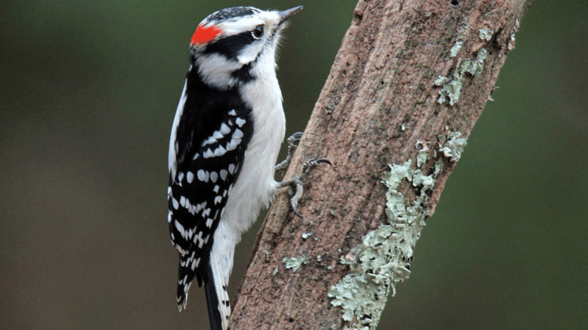 Downy Woodpeckers