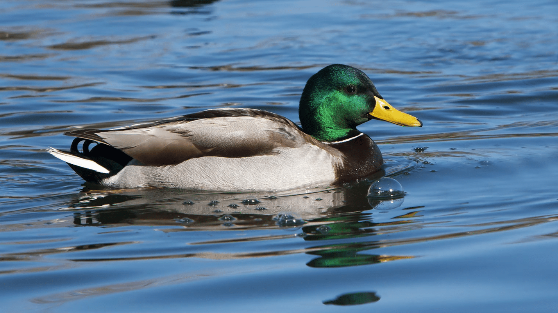 Duck