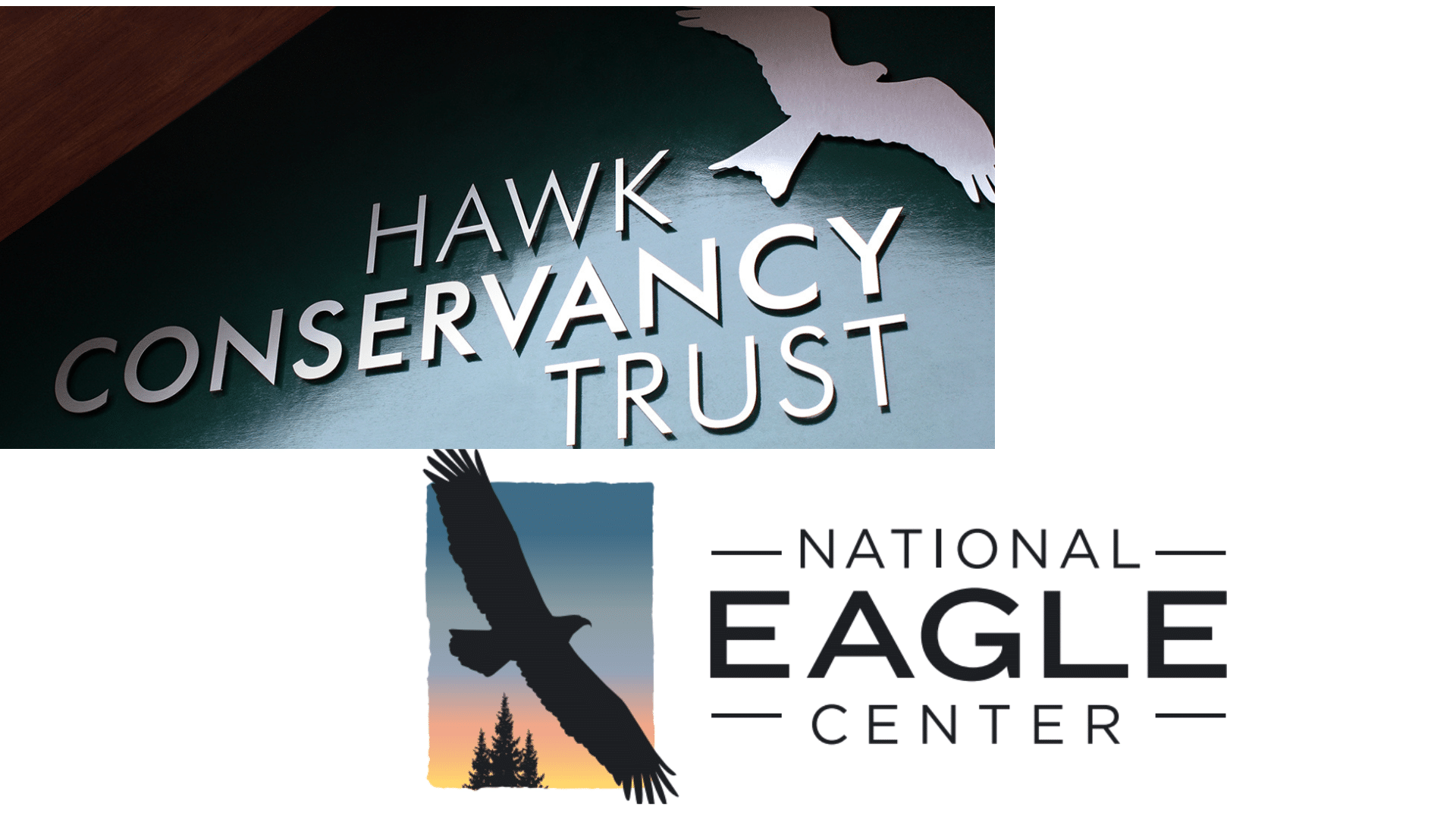Eagle & Hawk Conservation Status