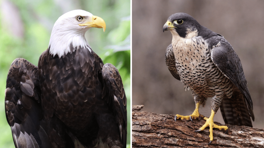 Eagle-vs-Hawk