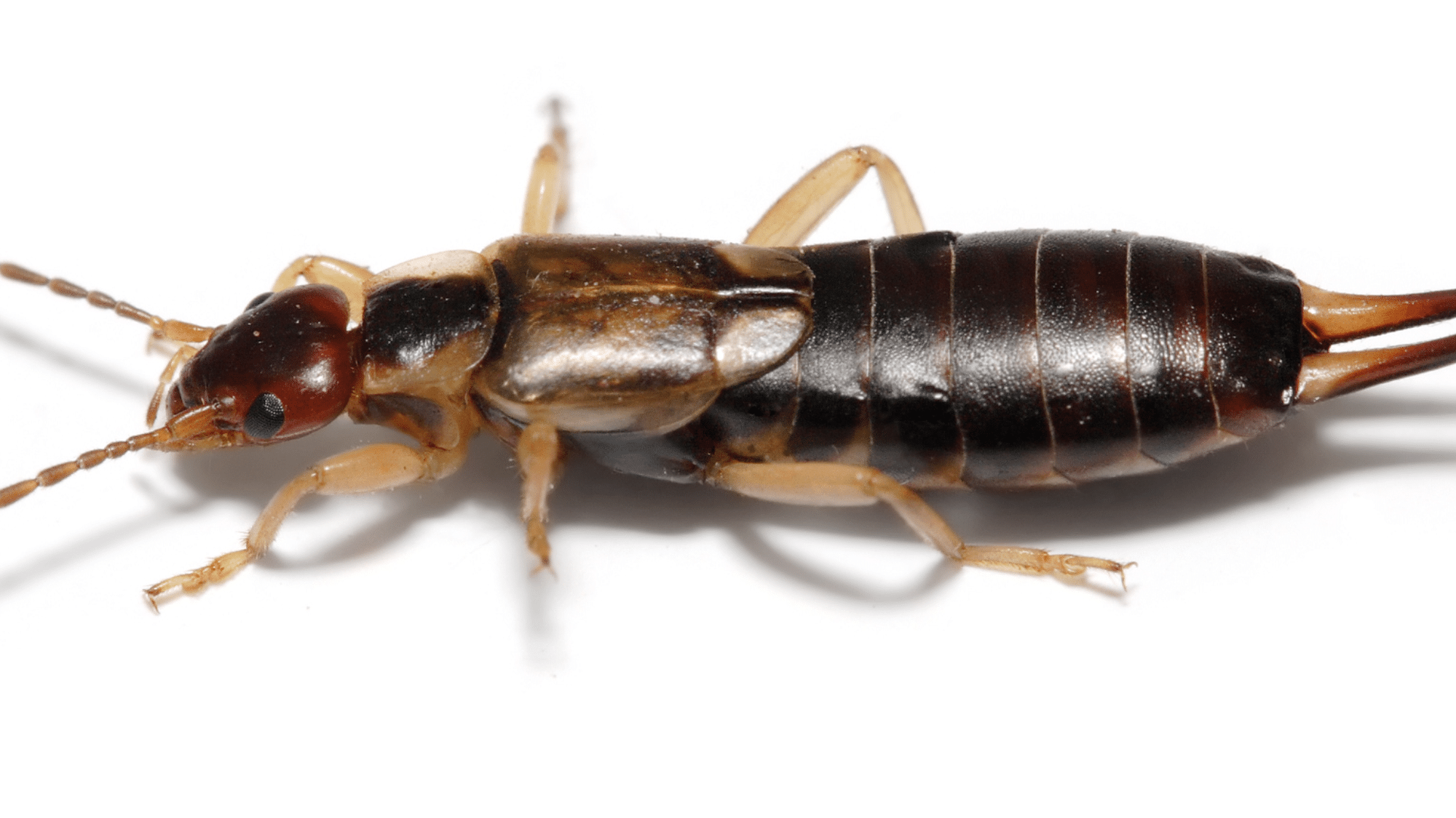 Earwigs