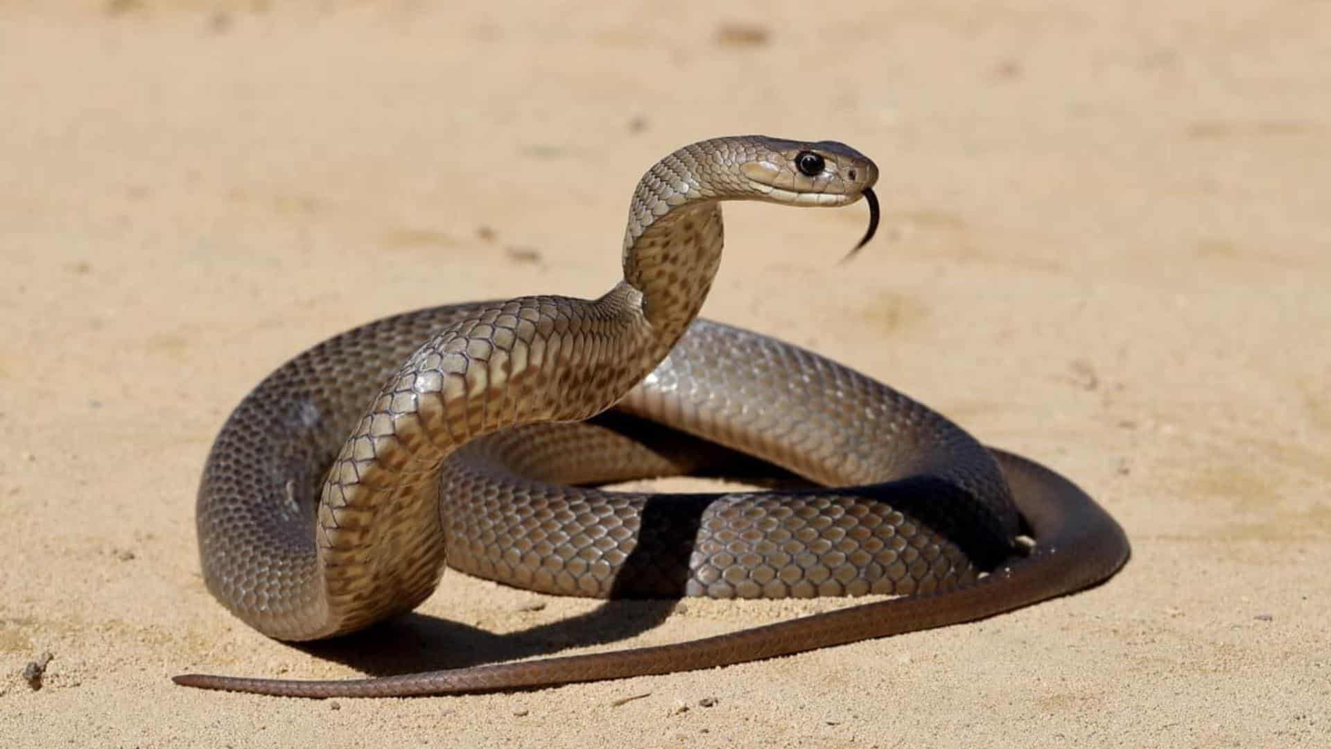 Eastern Brown Snake