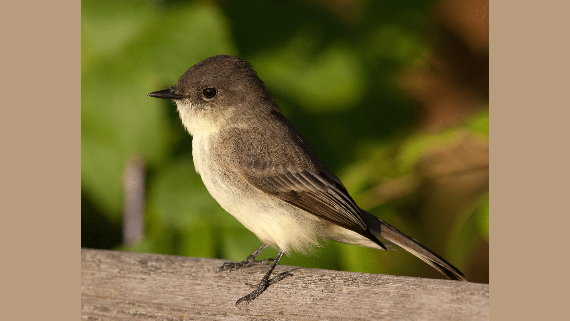 Eastern Phoebe