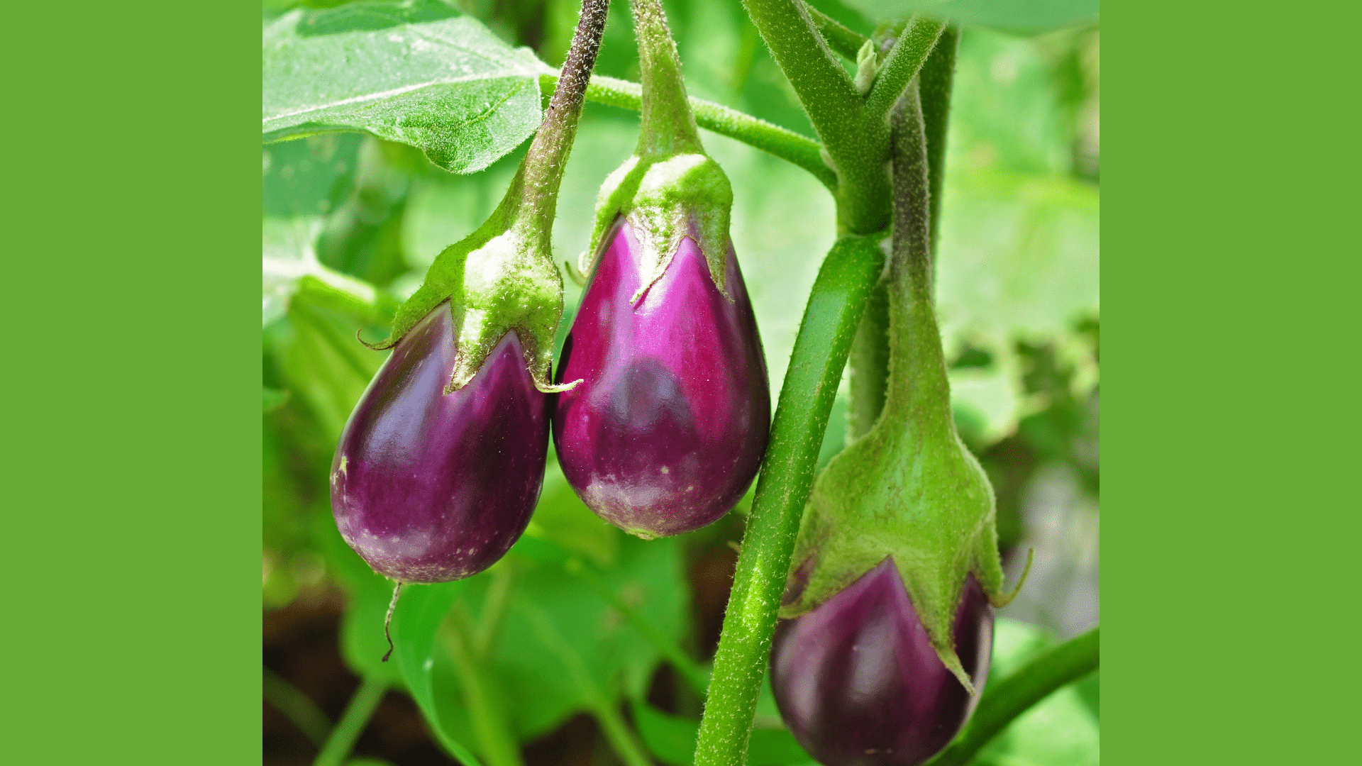 Eggplant: The Root Rival
