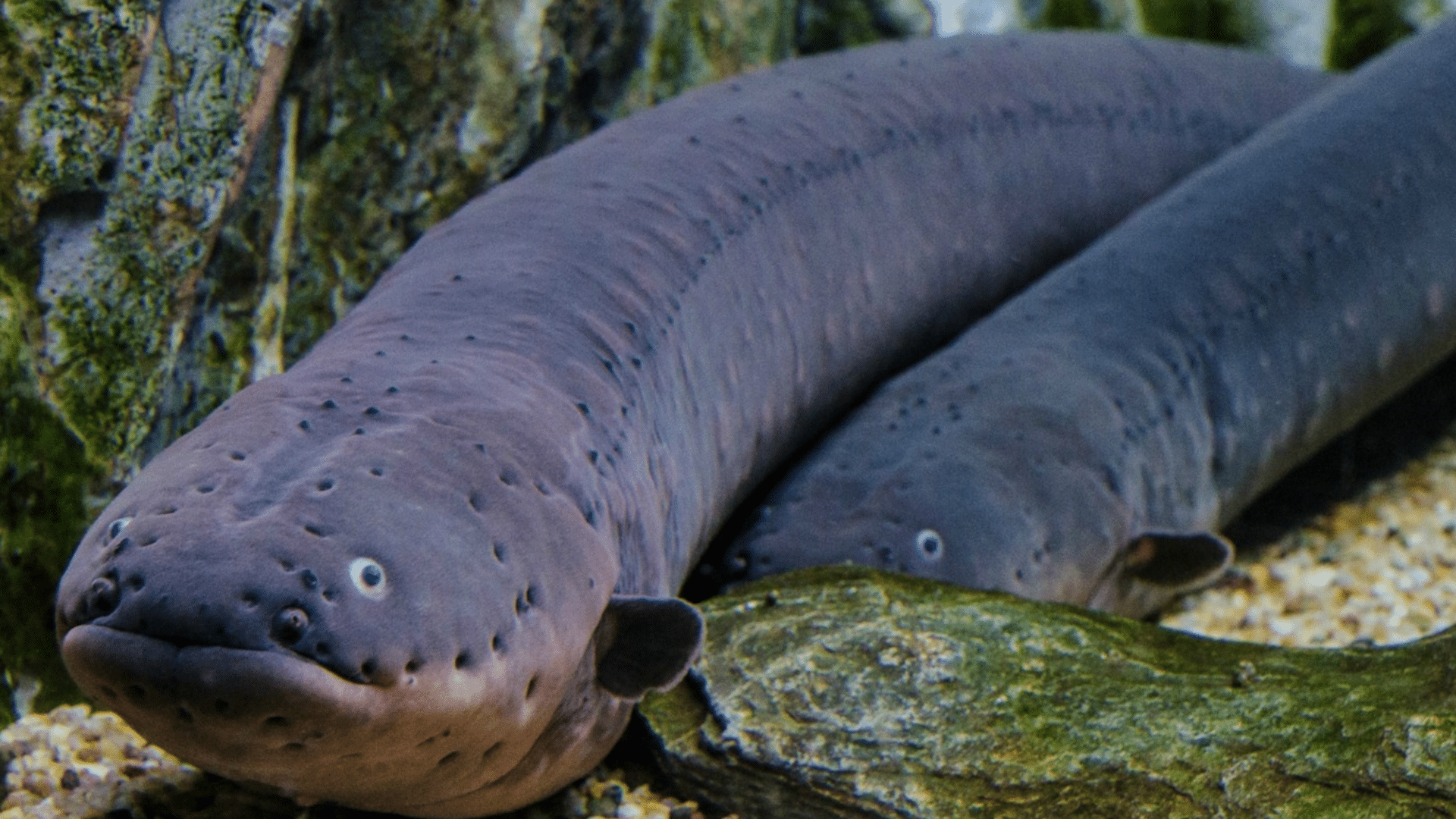 Electric Eel