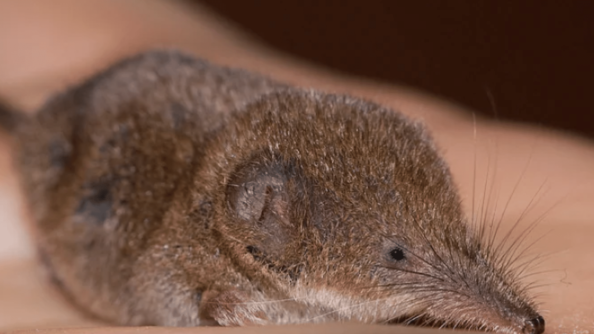 Etruscan Shrews
