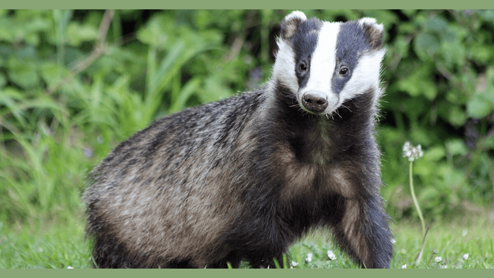 European Badger
