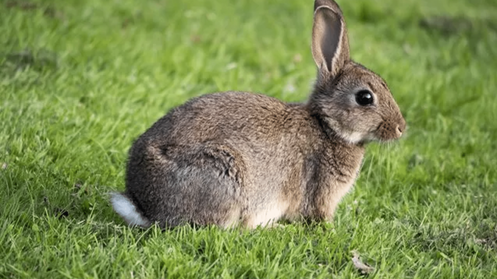 European Rabbits
