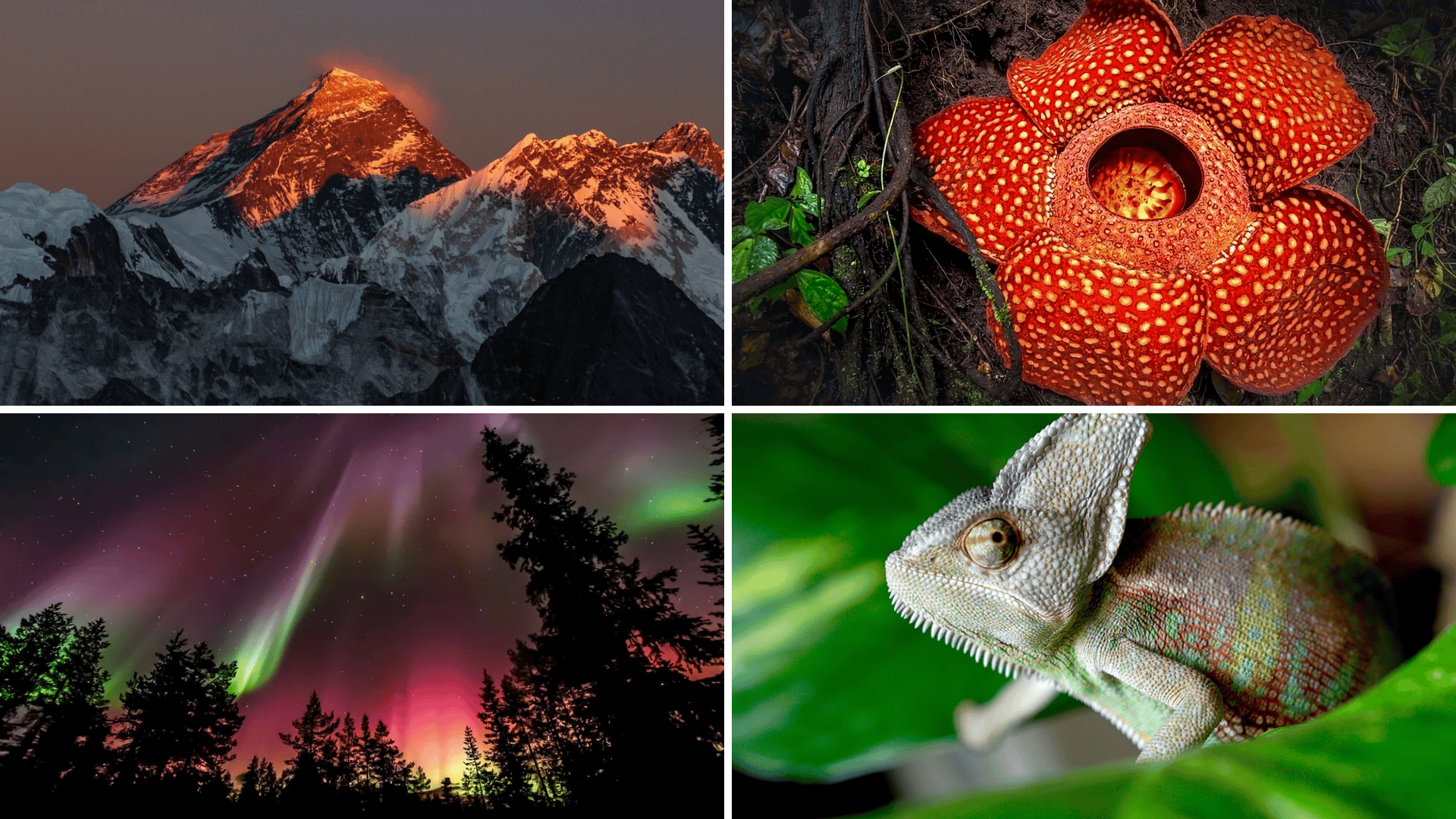 51 Interesting Facts About Nature that Will Surprise You