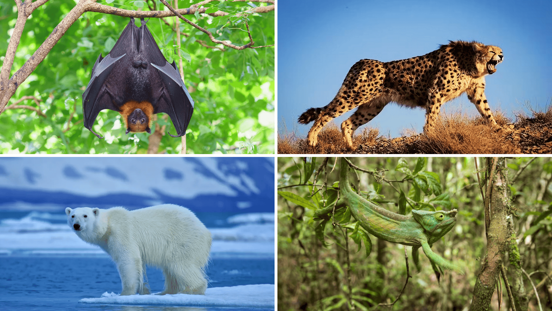 Facts About Animal Adaptations
