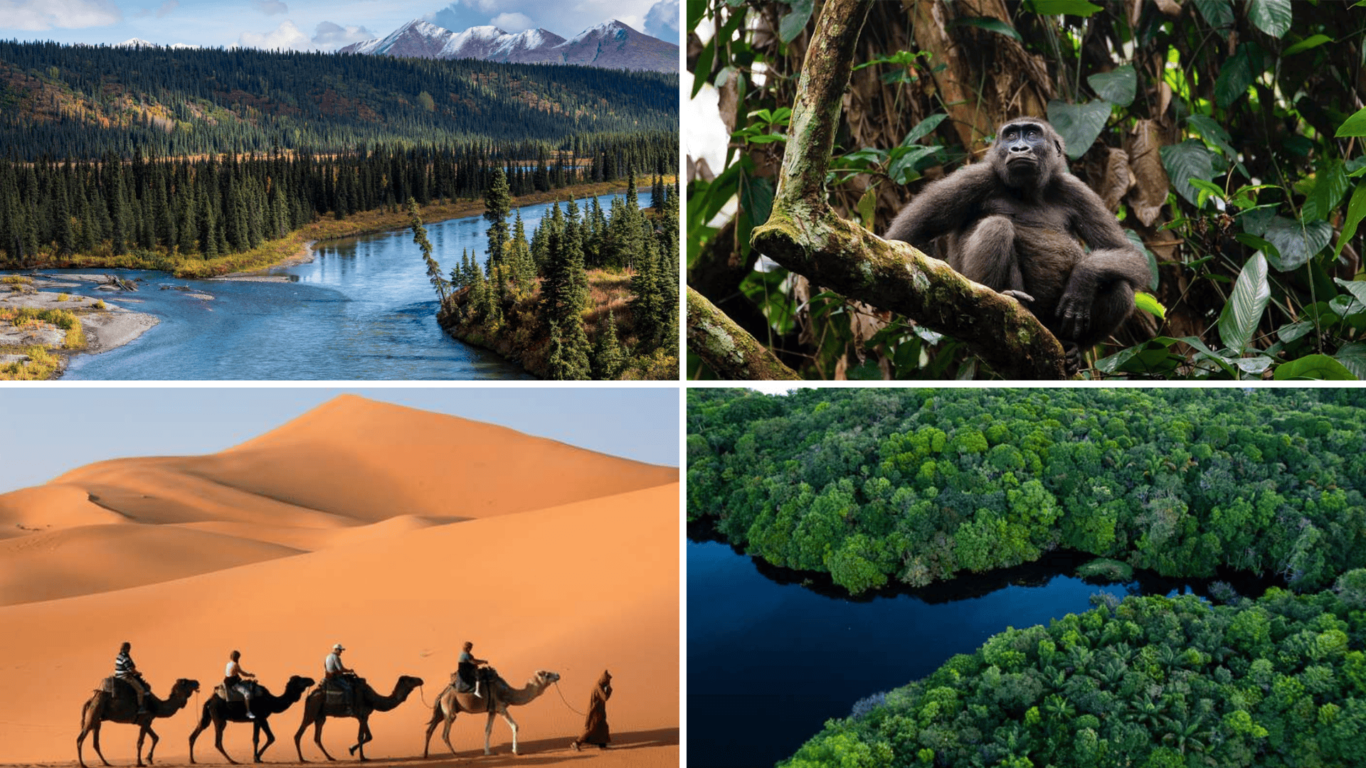 Facts About Extraordinary Ecosystems

