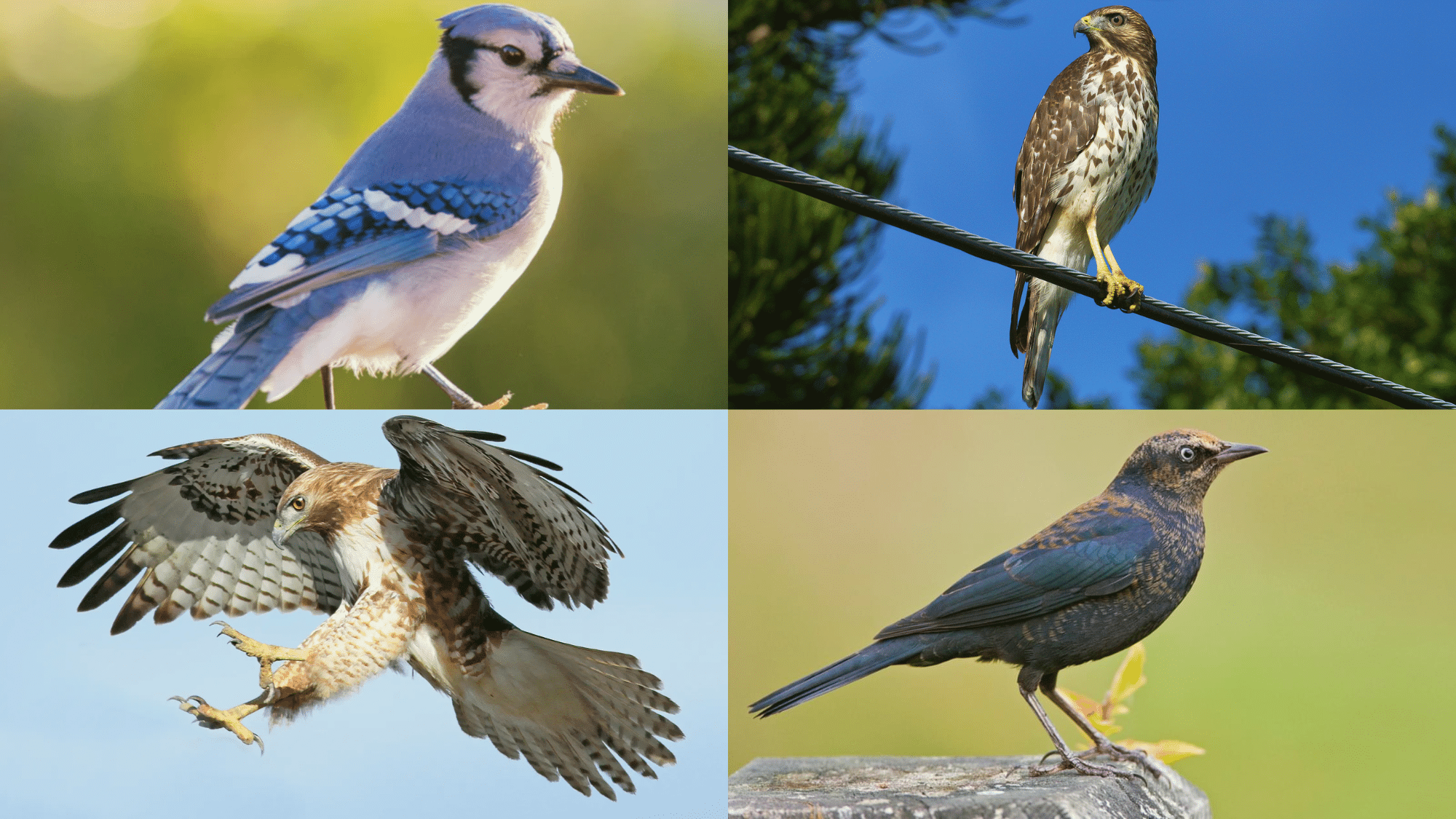 21 Beautiful Fall Birds to Spot This Autumn Season