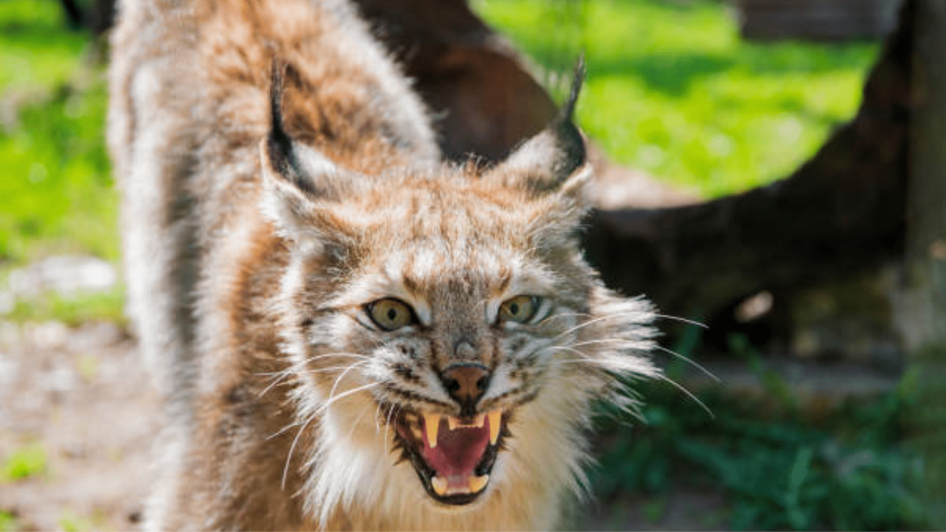 Felids (Pumas, Bobcats, Lynx)
