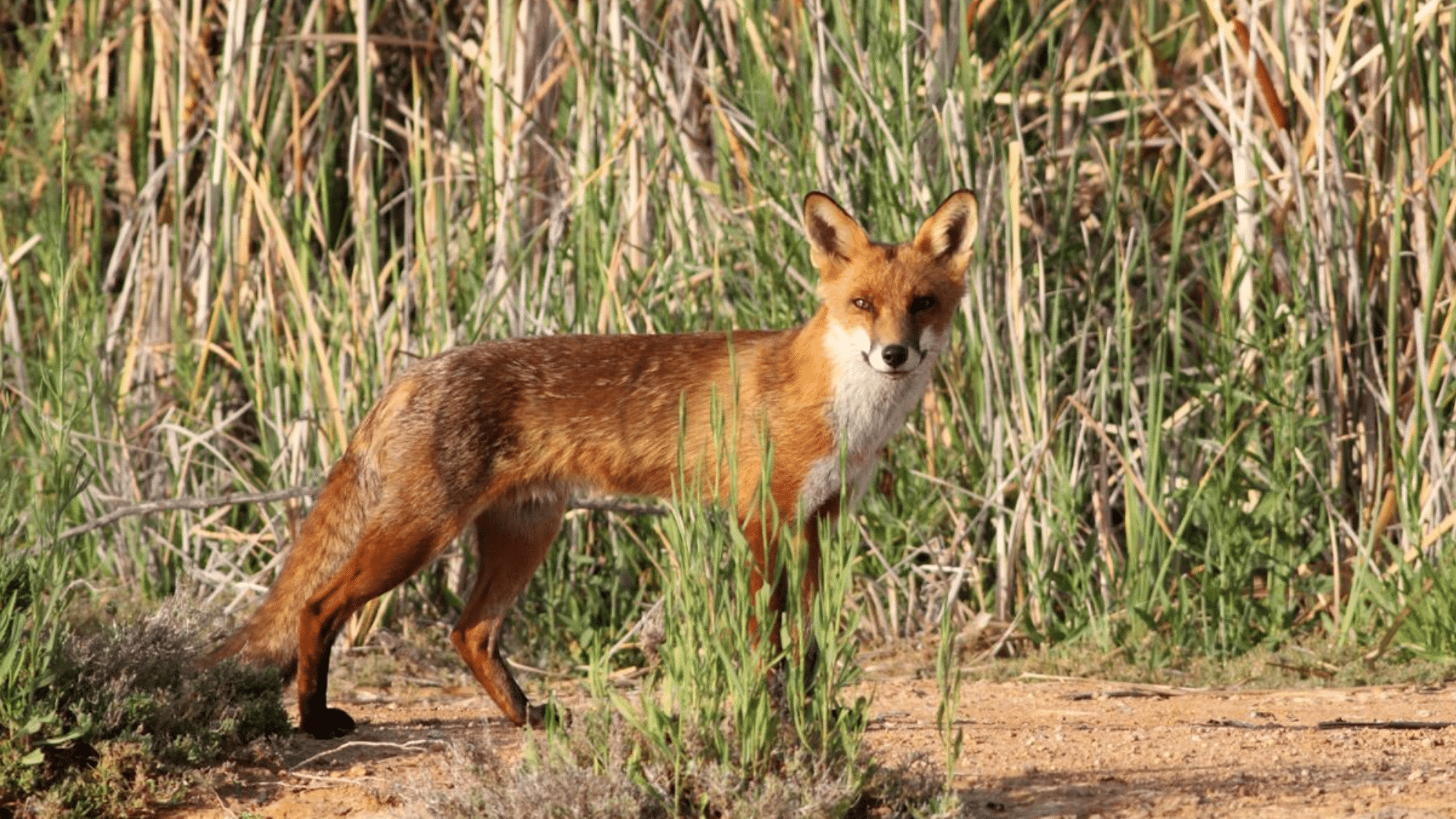 Feral Cats and Foxes
