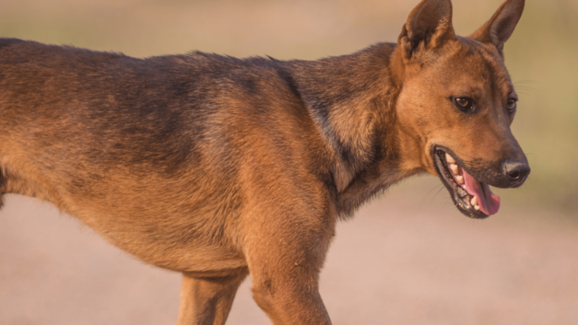 Feral Dogs
