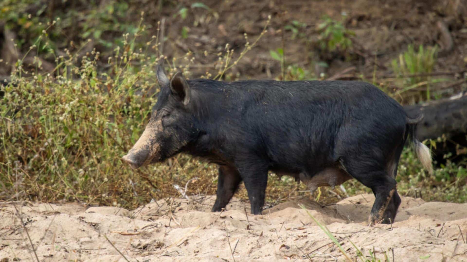 Feral Pig
