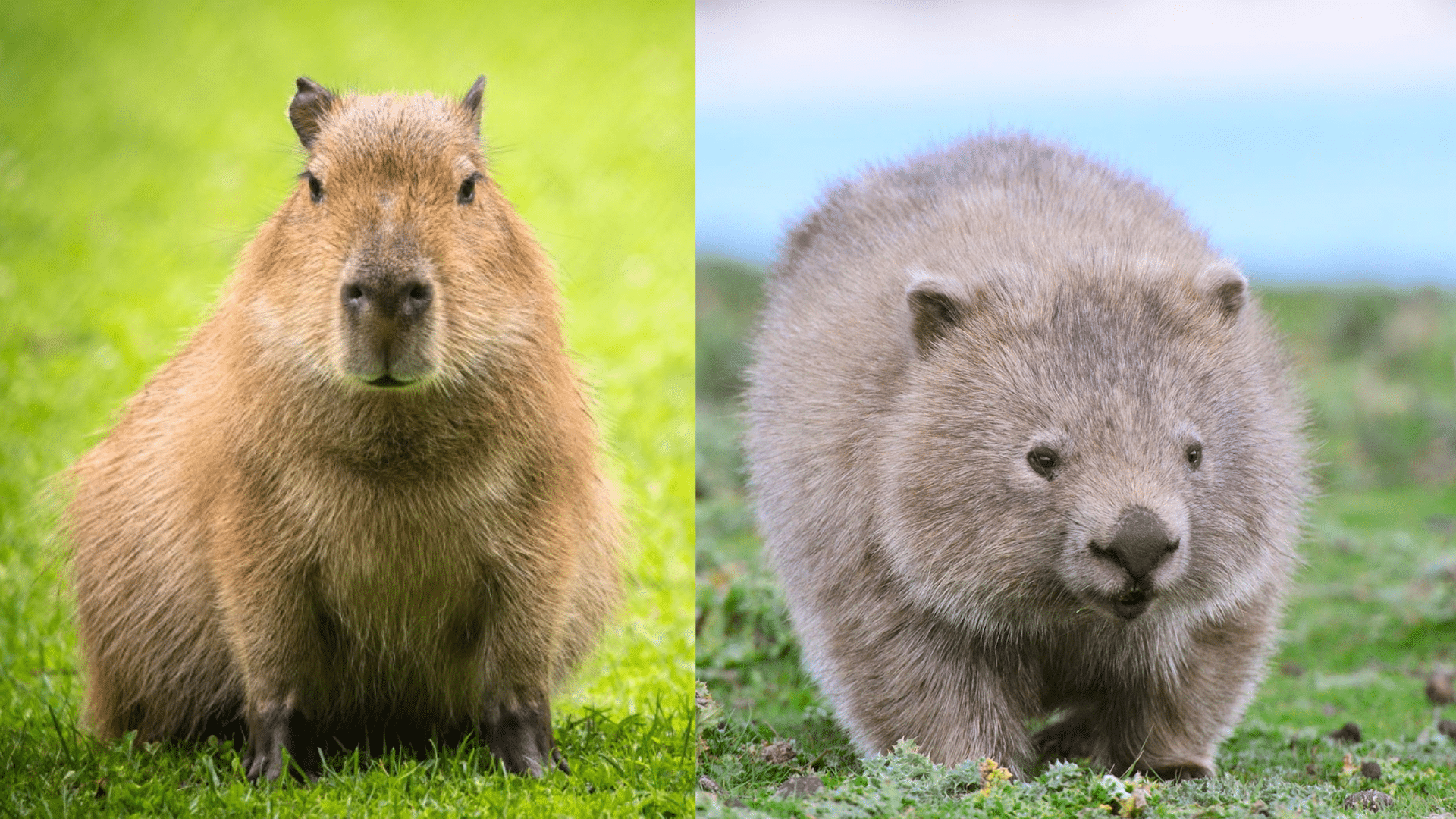 FiGHT Capybara vs Wombat