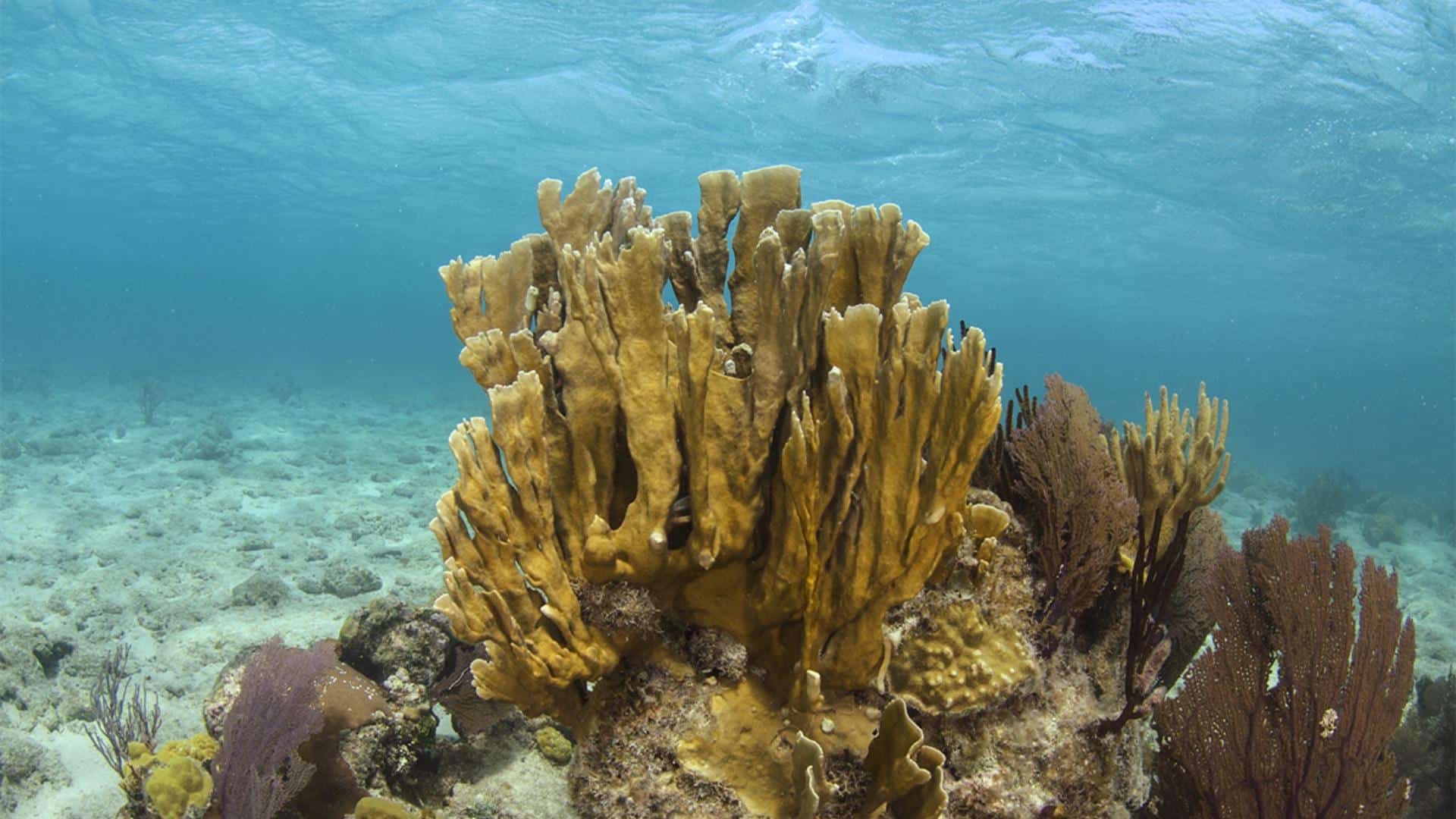 Fire Coral
