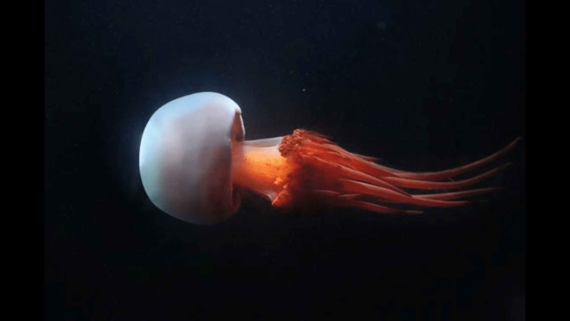Flame Jellyfish (Rhopilema Esculentum)