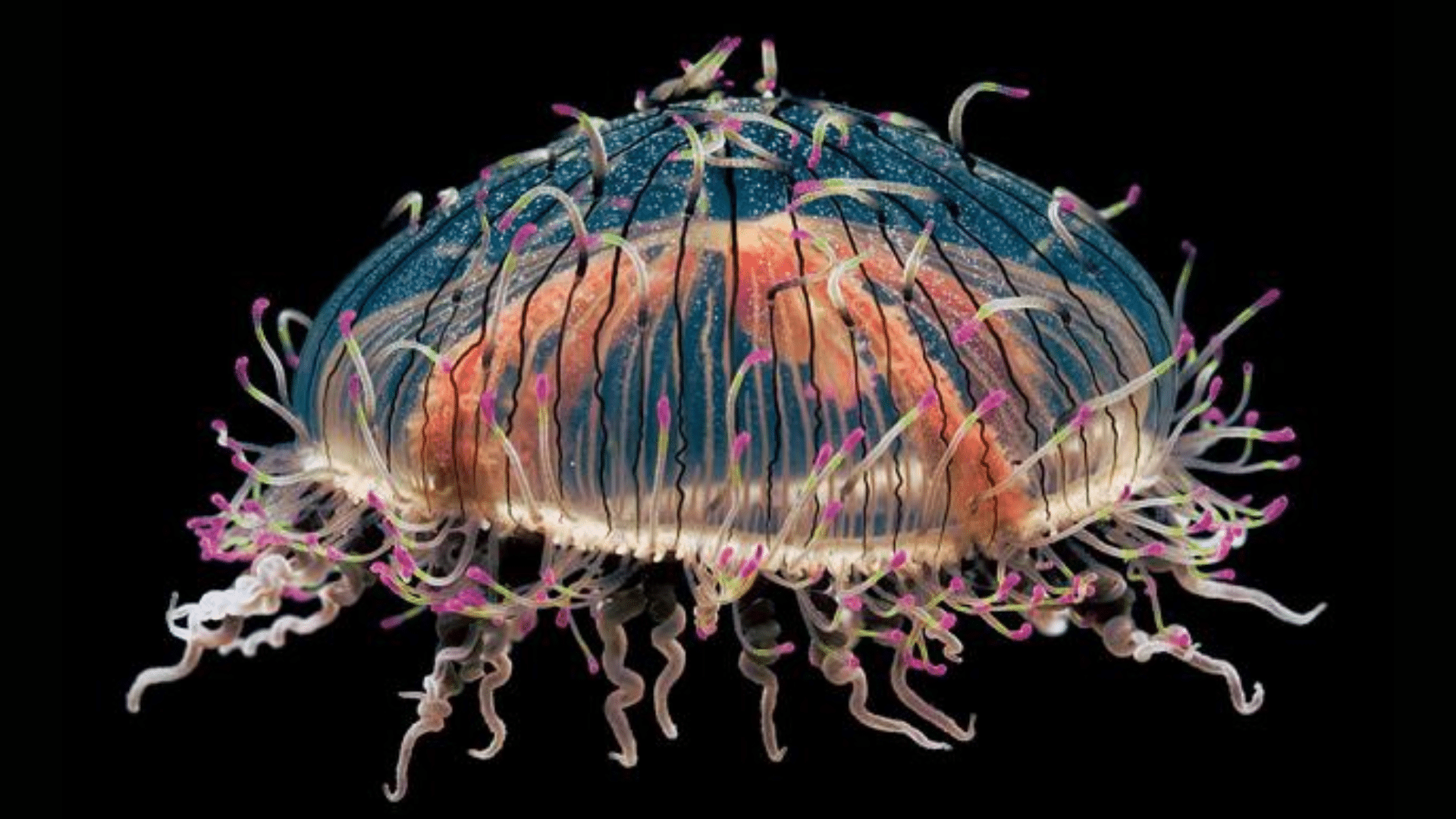 Flower Hat Jellyfish (Olindias Formosa)
