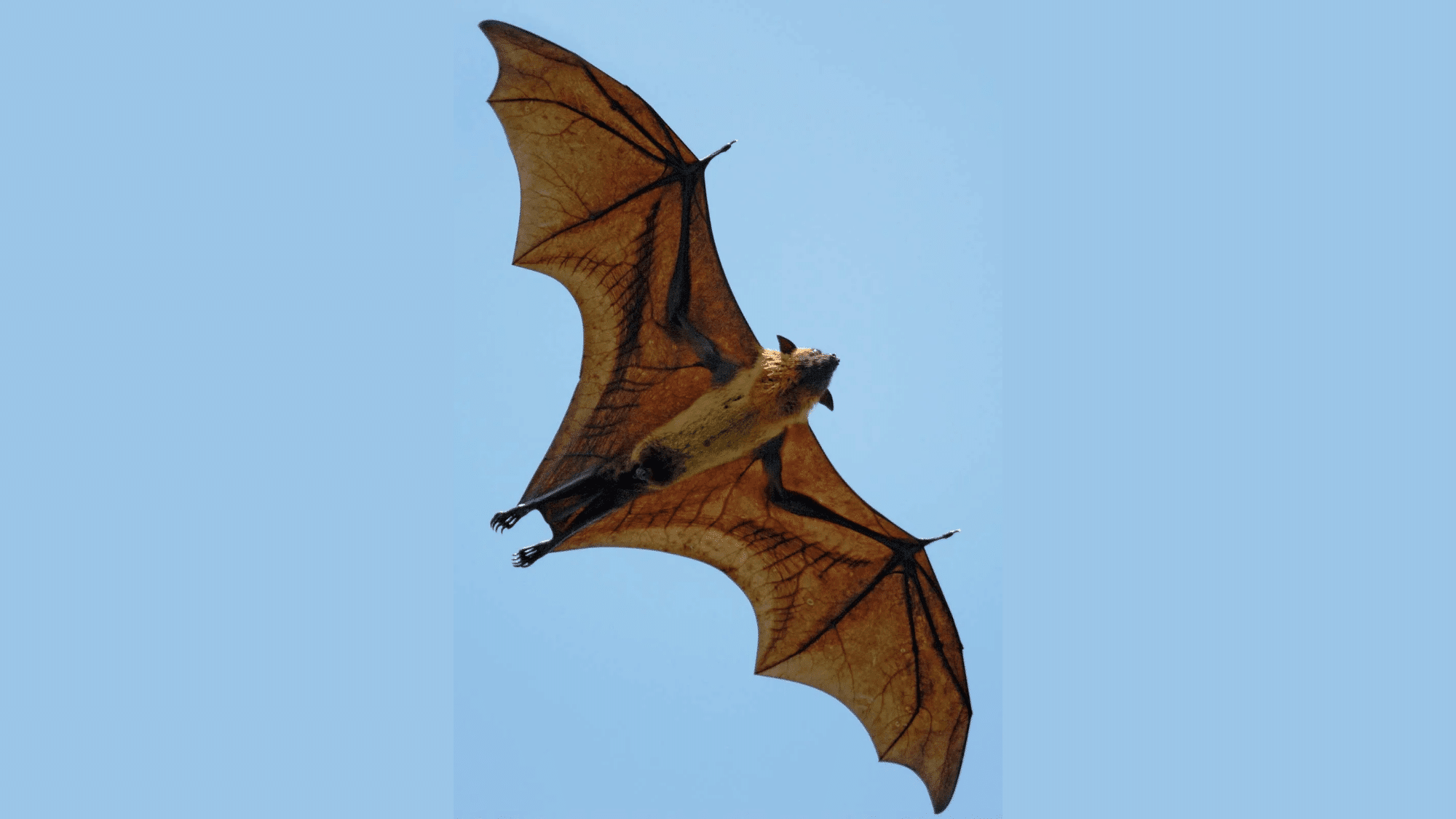 Flying Fox