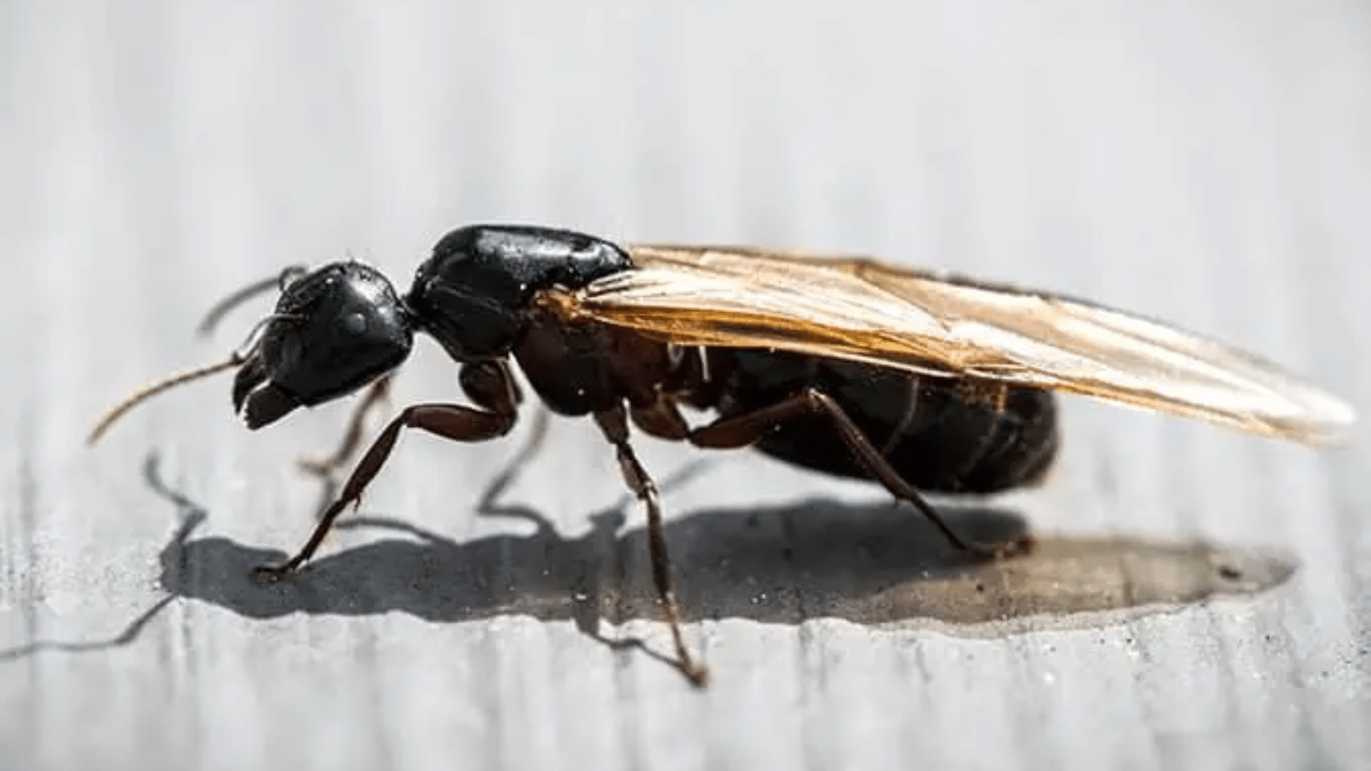 Flying Ants
