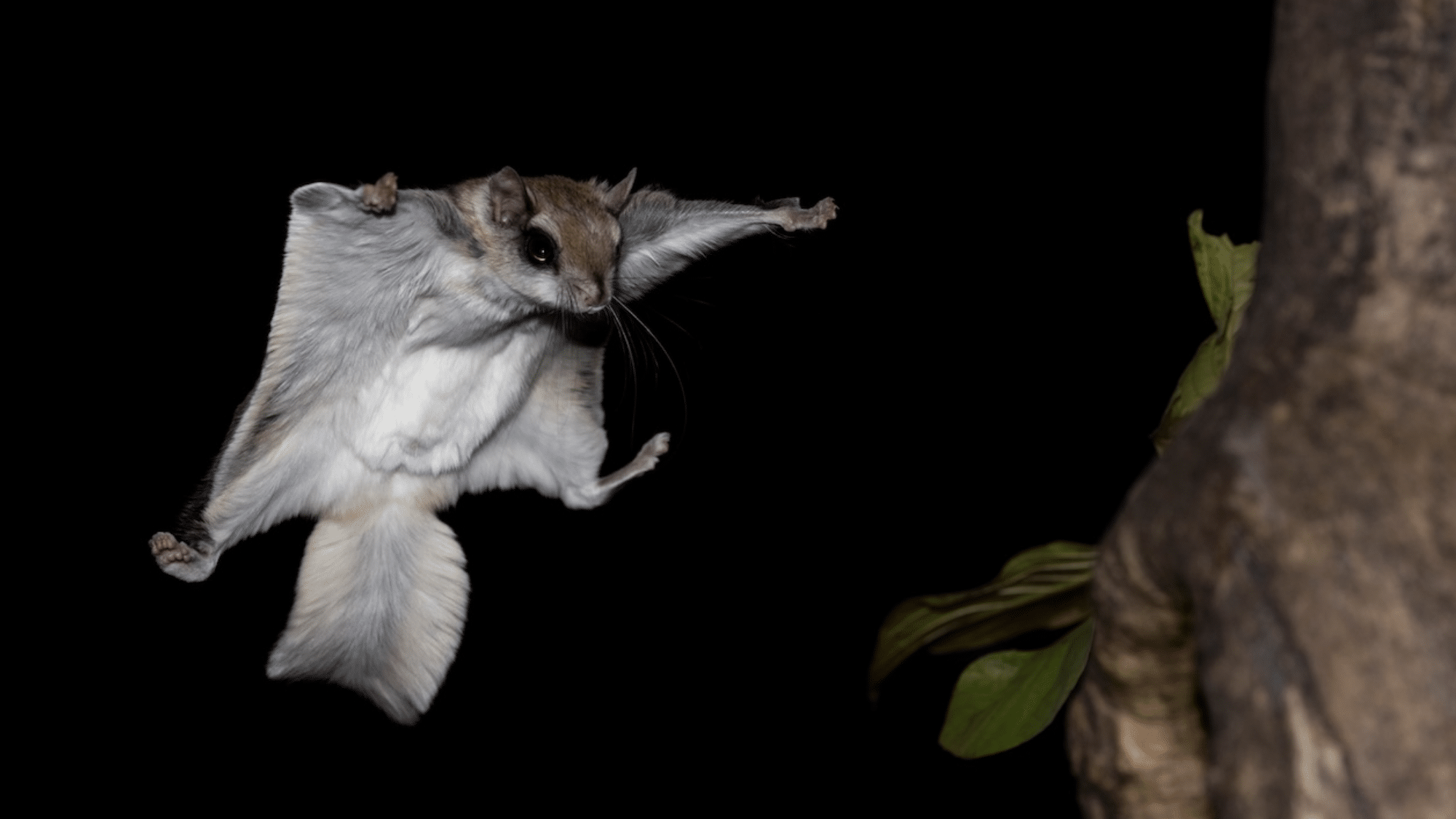 Flying Squirrels