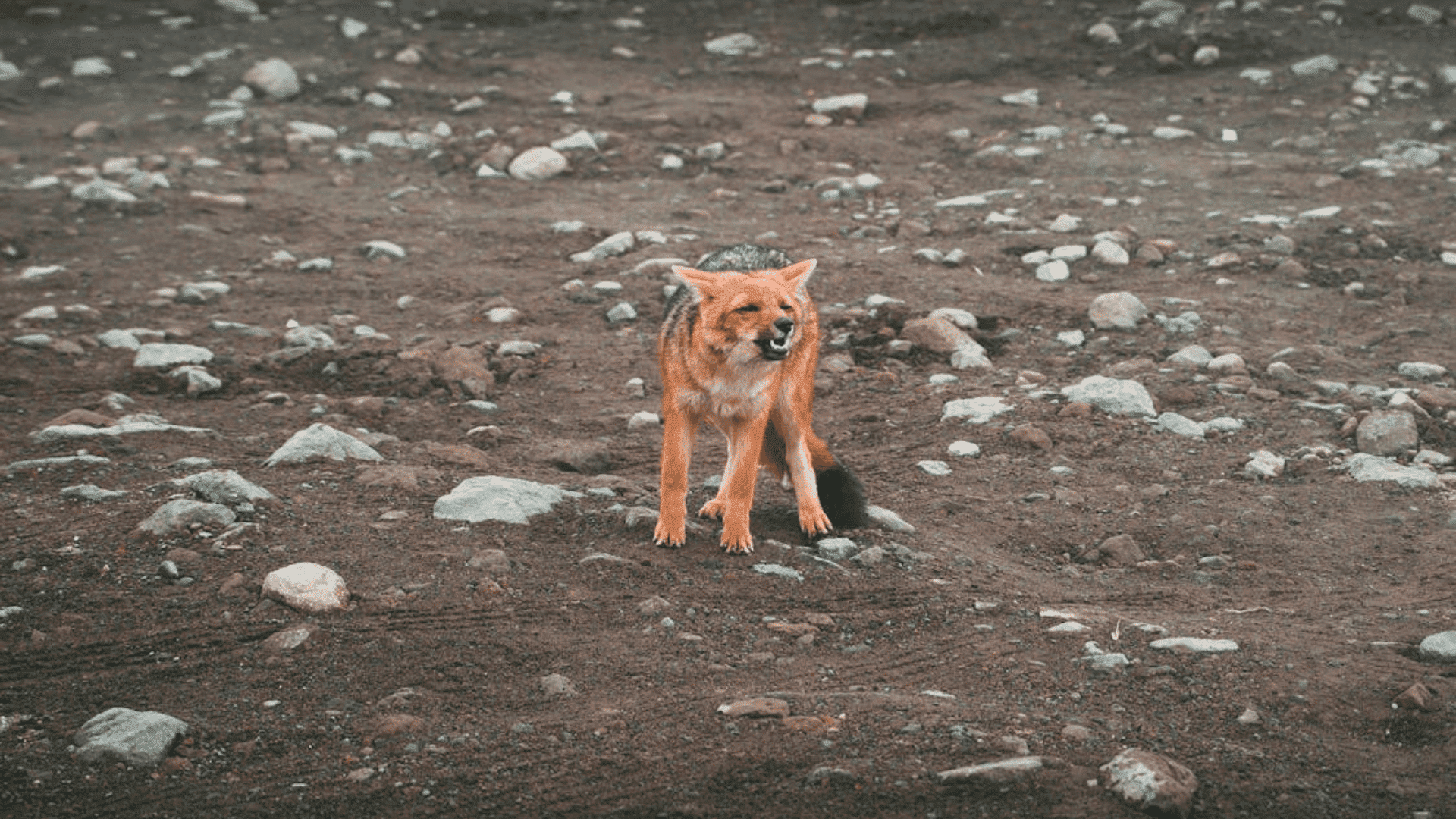 Foxes Communicate With Over 20 Different Sounds