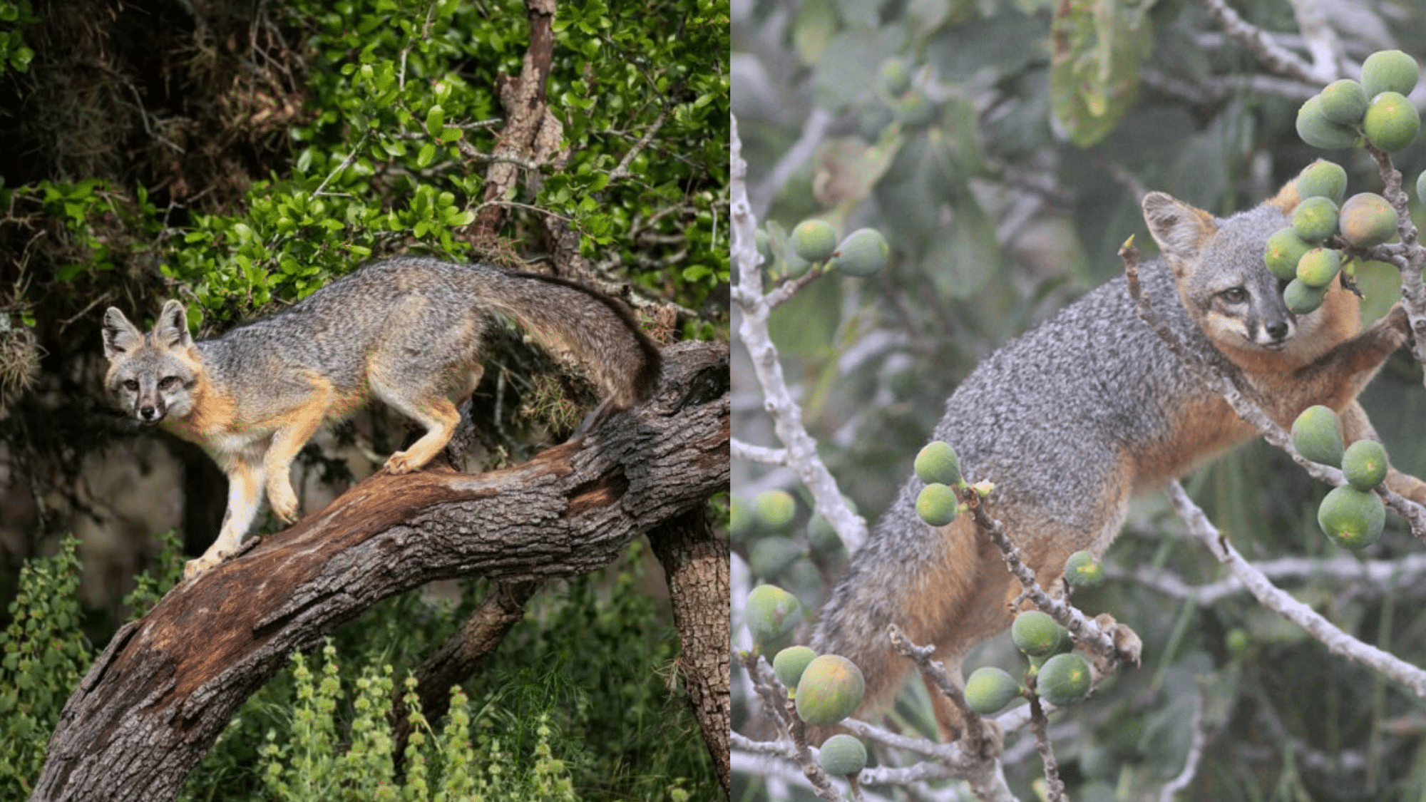Foxes With Climbing Skills
