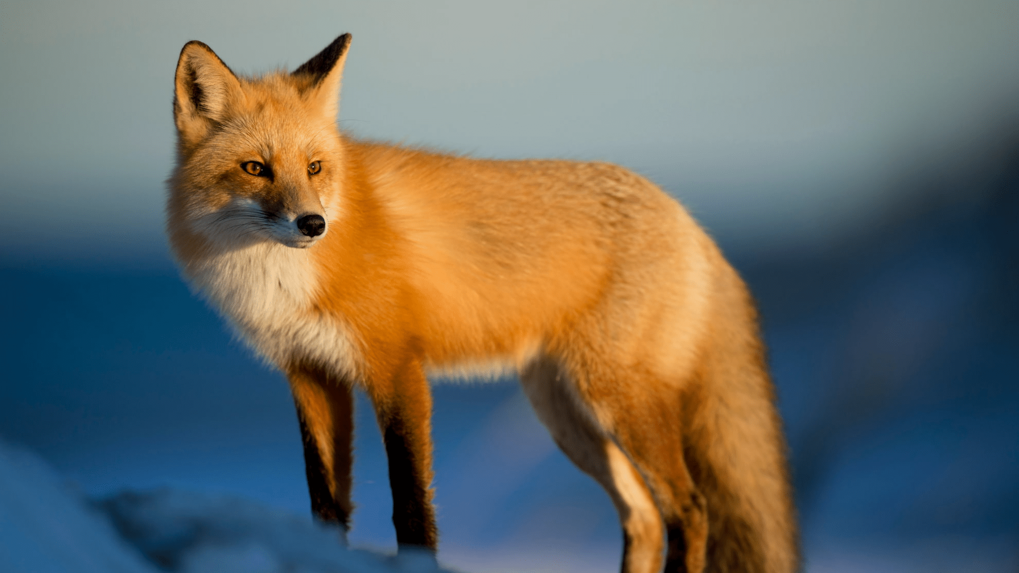 Foxes