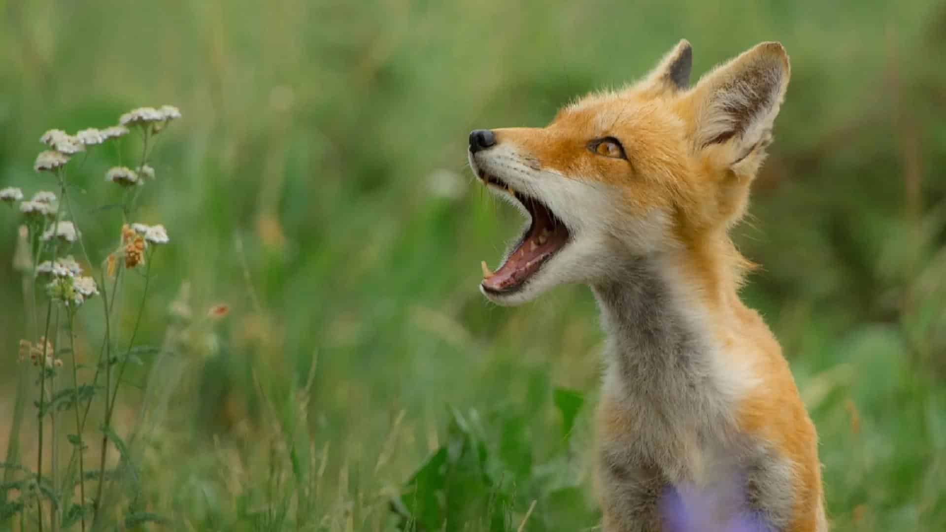 Foxes Can Make Over 40 Different Sounds
