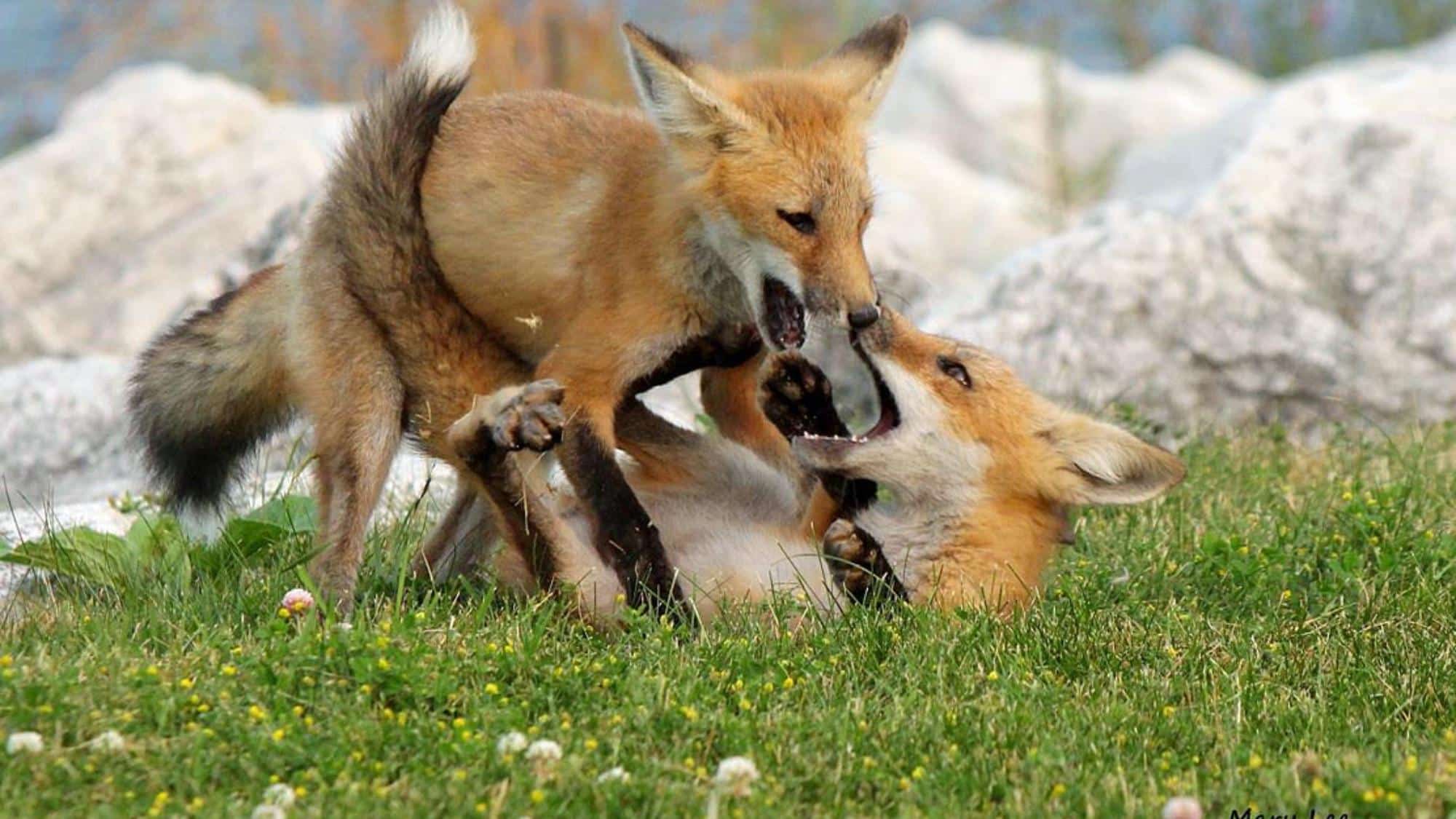 Foxes are Playful and Curious