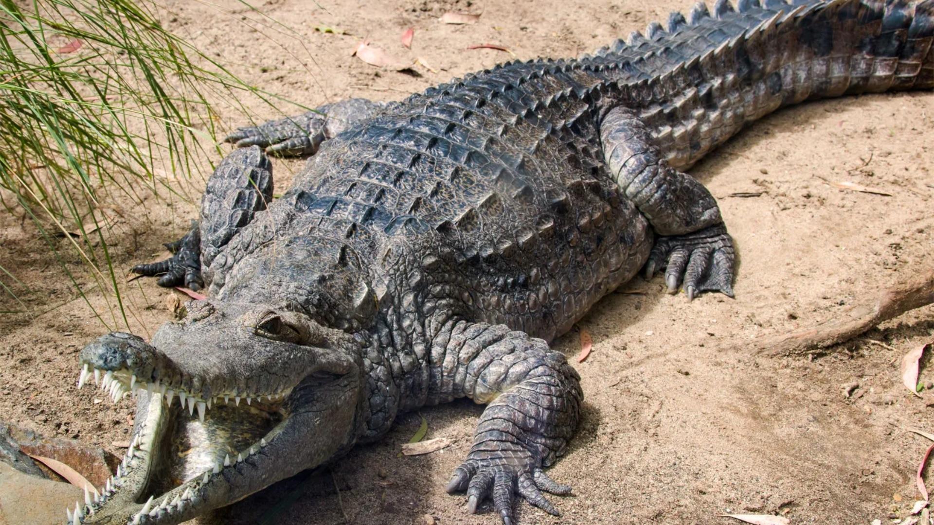 Freshwater Crocodile