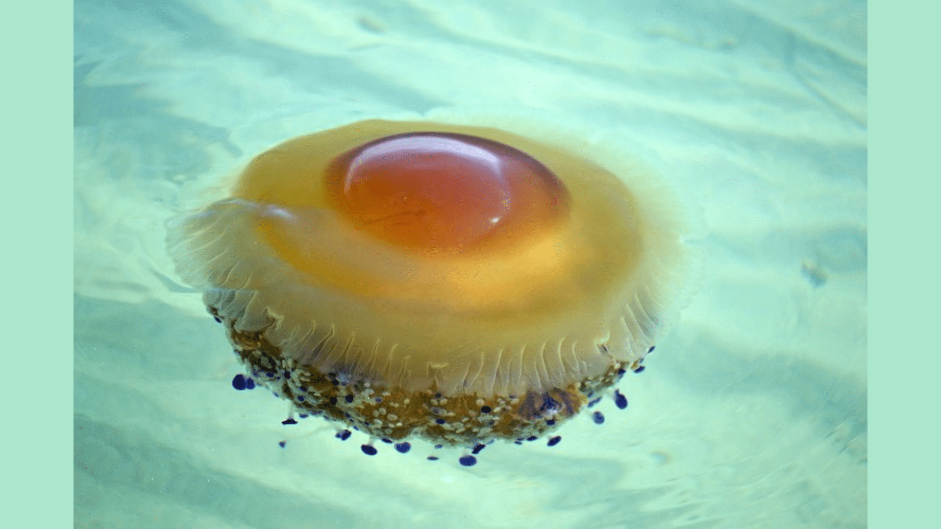 Fried Egg Jellyfish (Cotylorhiza Tuberculata)

