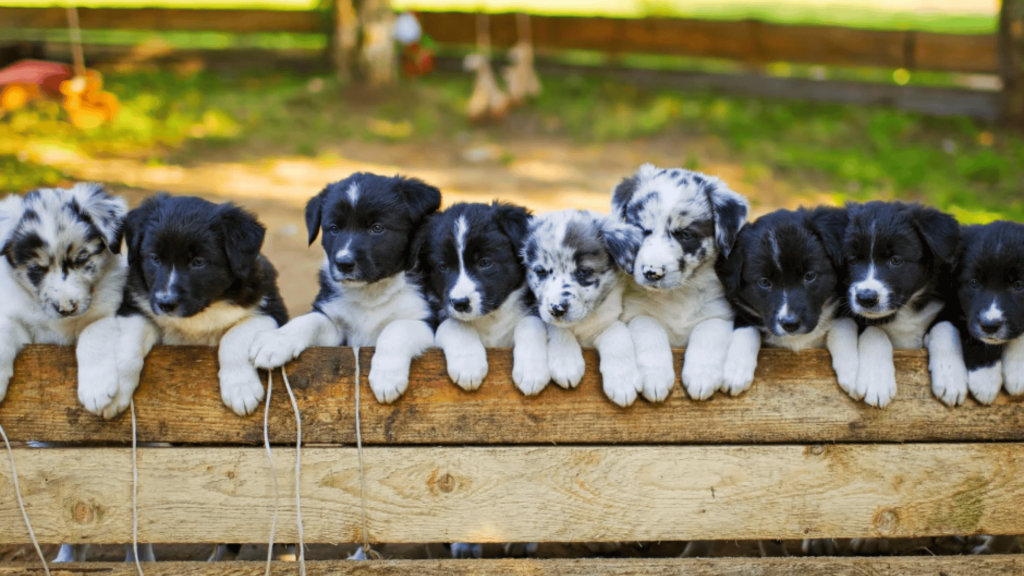 21 Fun Facts About Border Collies You Won't Believe