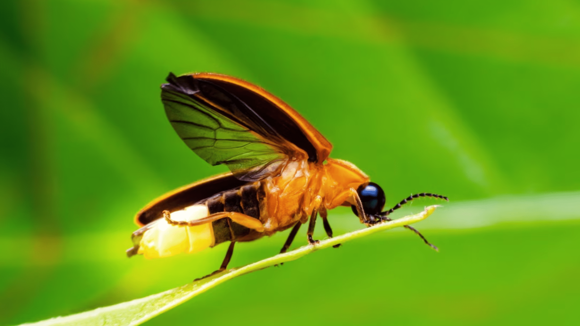 Fun Facts About Fireflies
