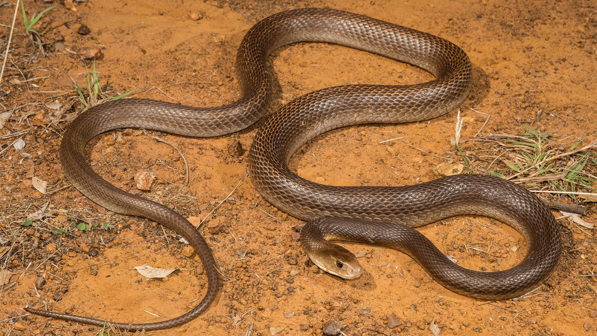 Fun Facts About Inland Taipan
